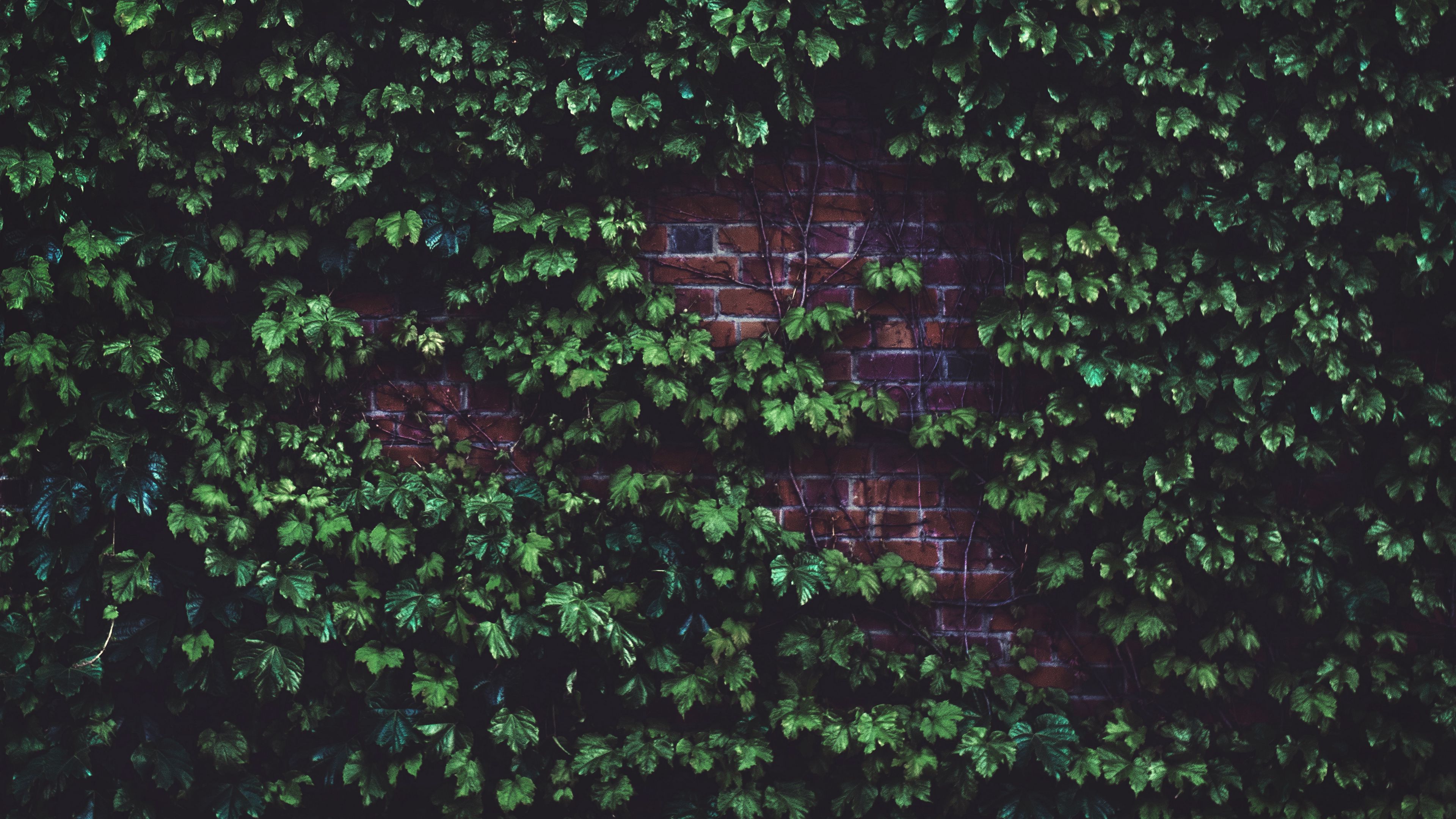 leaves, brick wall, plant, 4k, HD Wallpaper
