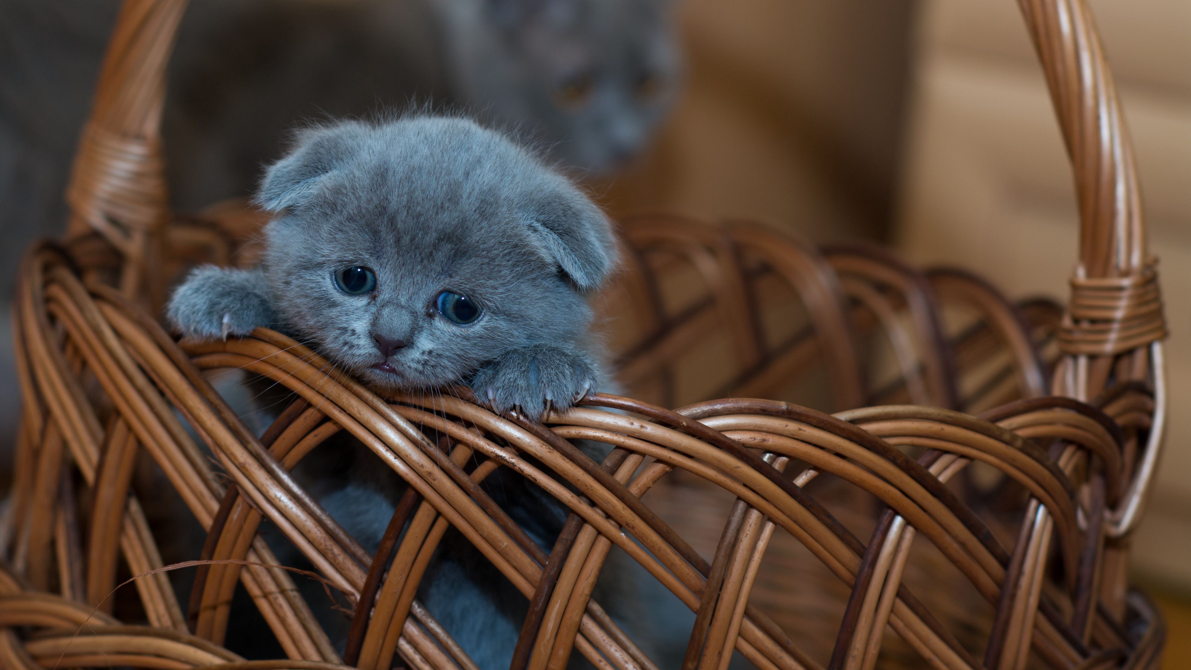kitten, british shorthair, cute, sad, basket, 4k, HD Wallpaper