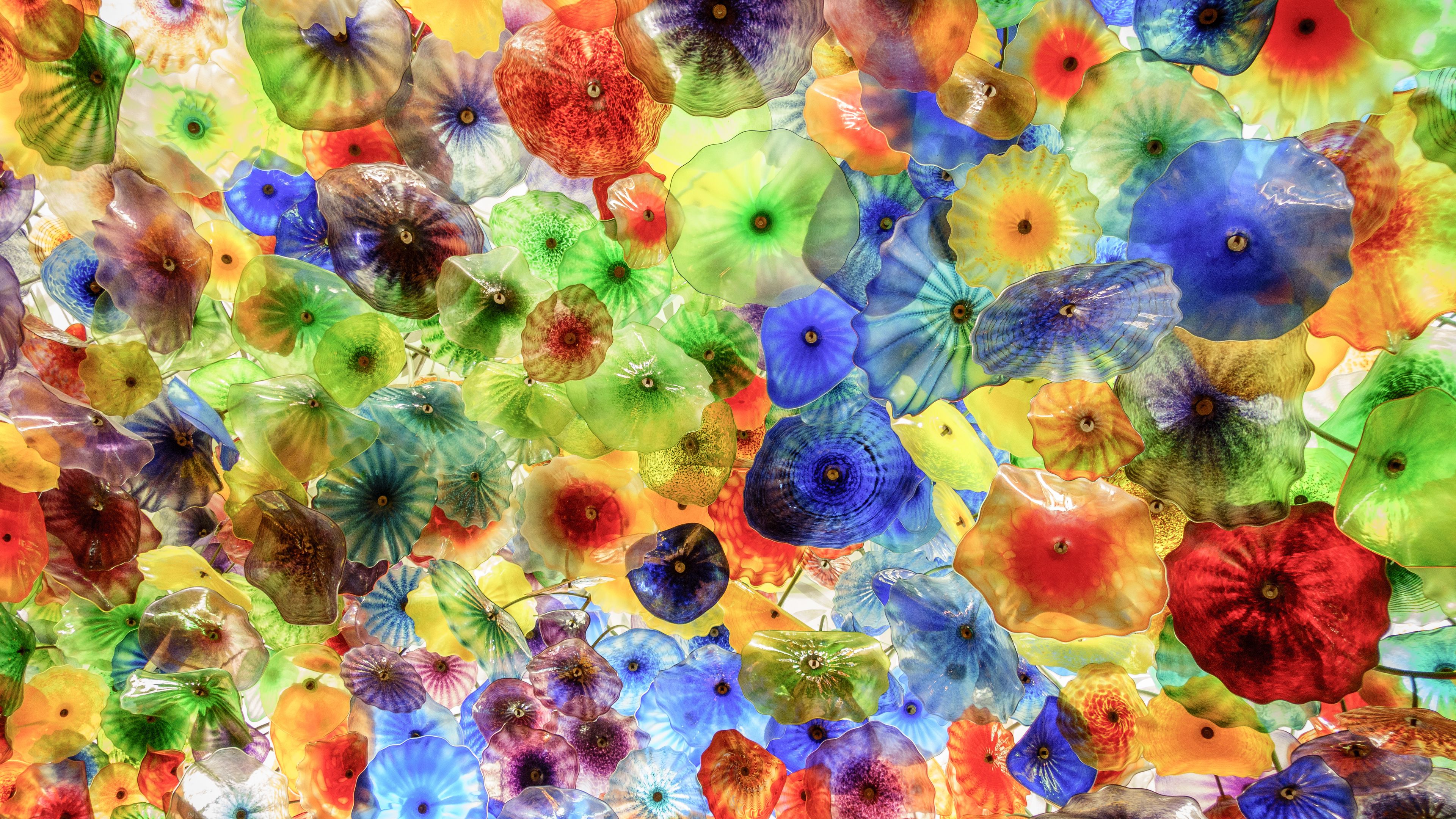 jellyfish, colorful, underwater world, 4k, HD Wallpaper