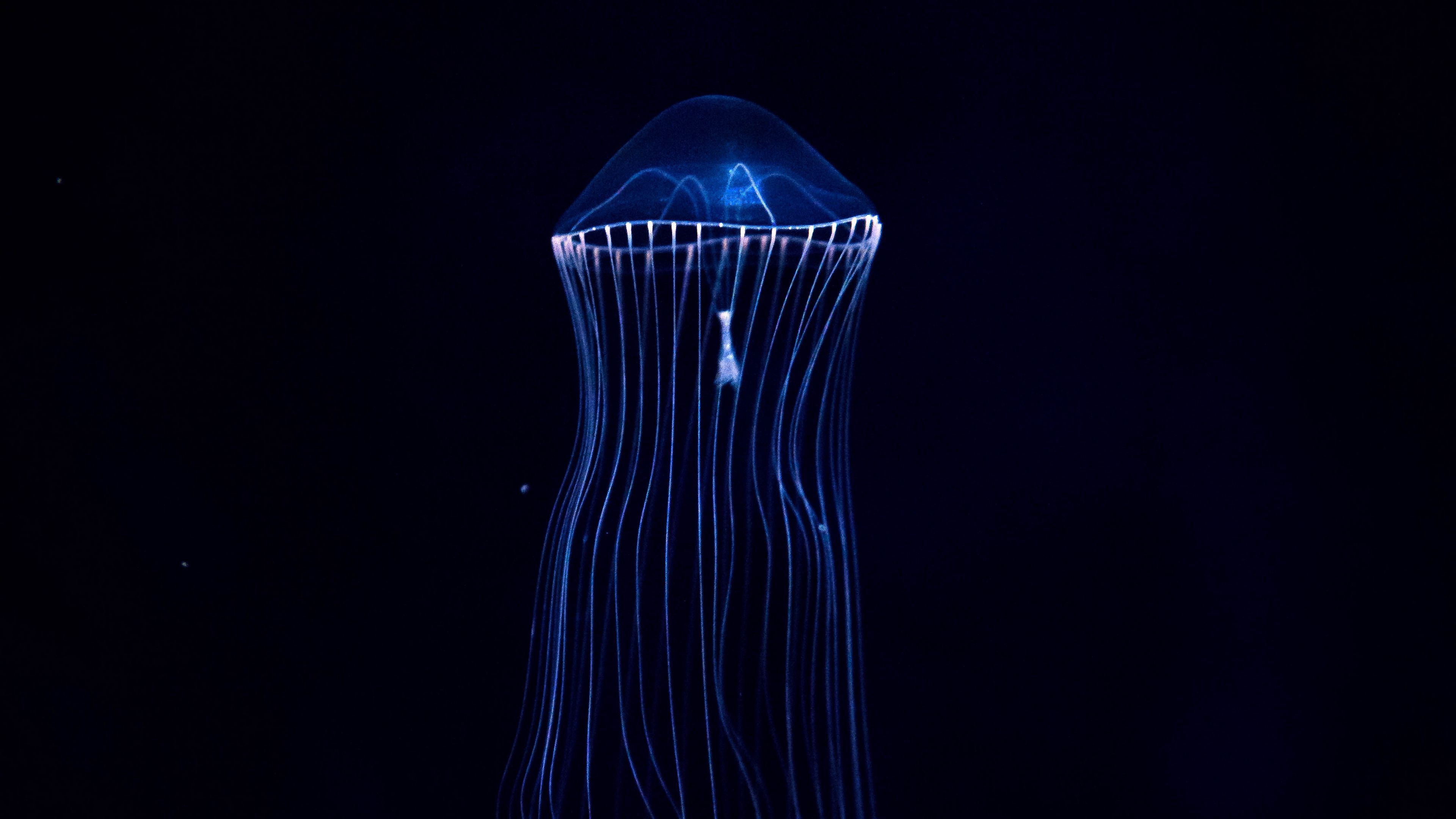 jellyfish, underwater world, dark, tentacles, 4k, HD Wallpaper