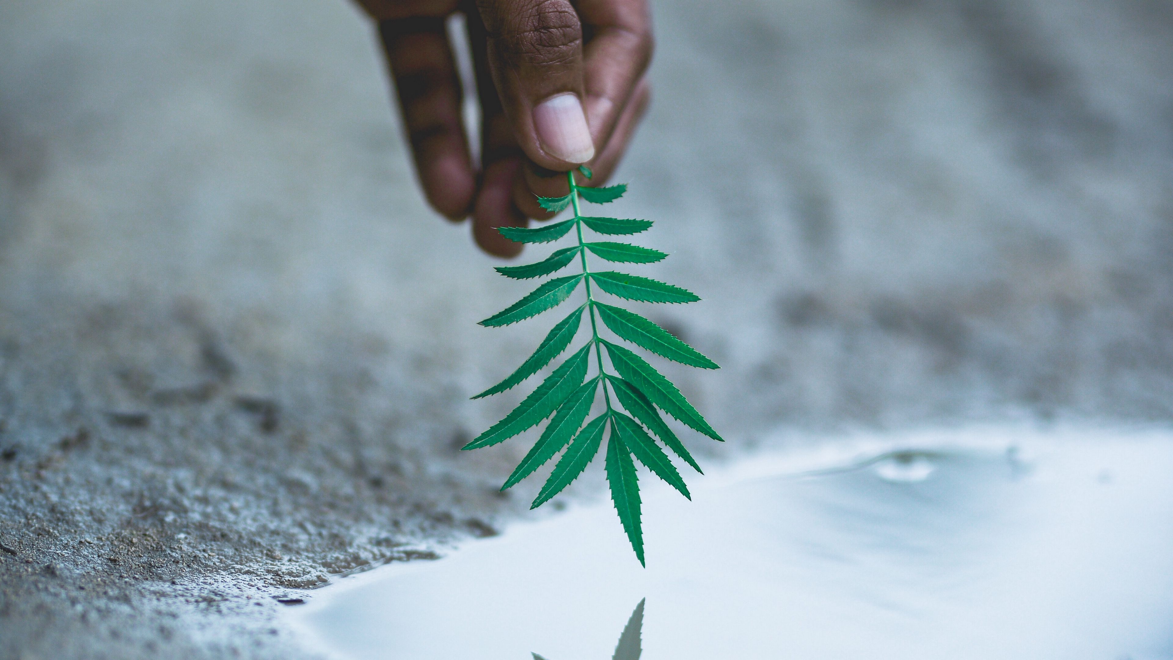 hand, leaf, water, reflection, plant, 4k, HD Wallpaper