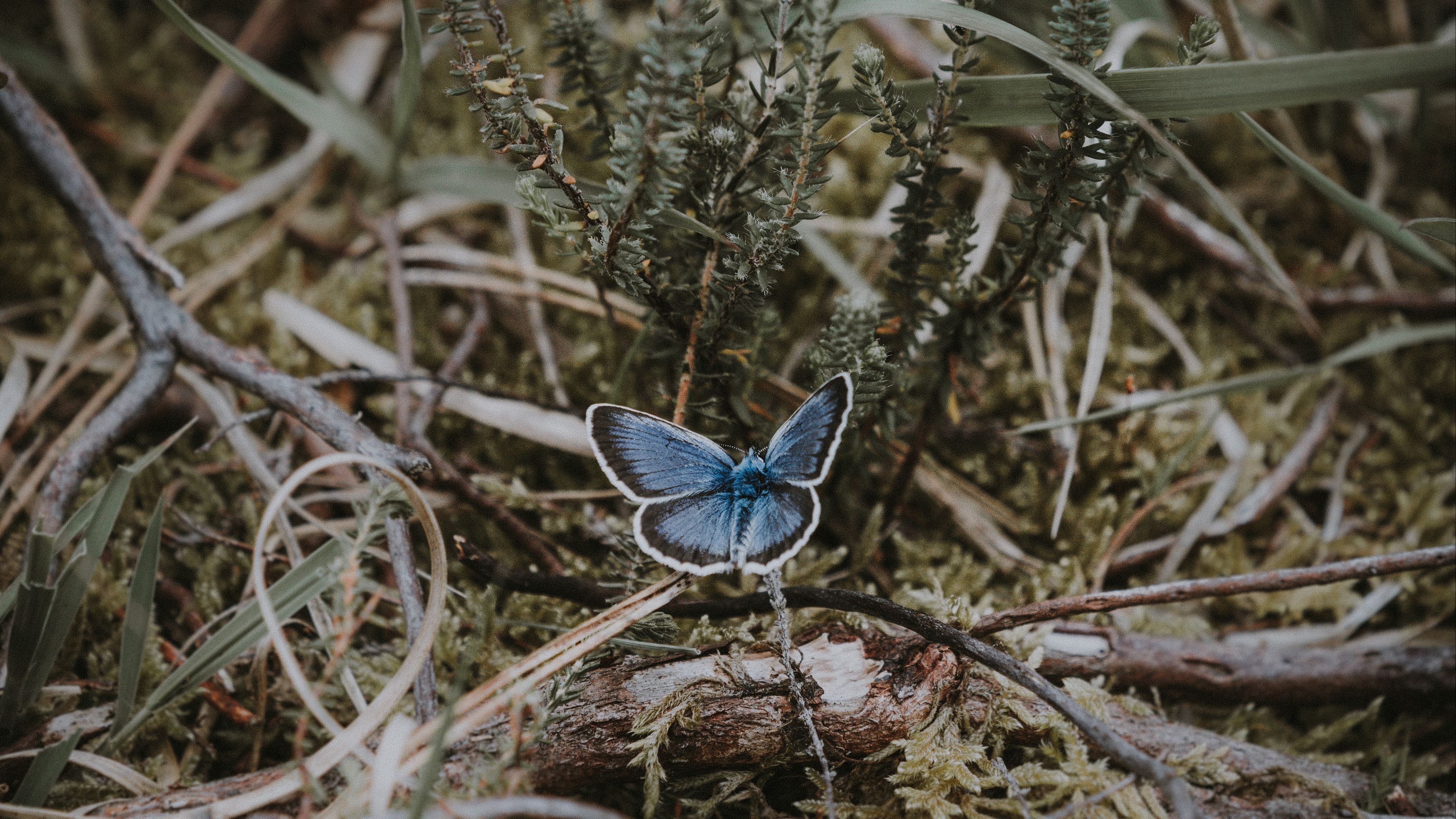 butterfly, grass, branches, 4k, HD Wallpaper