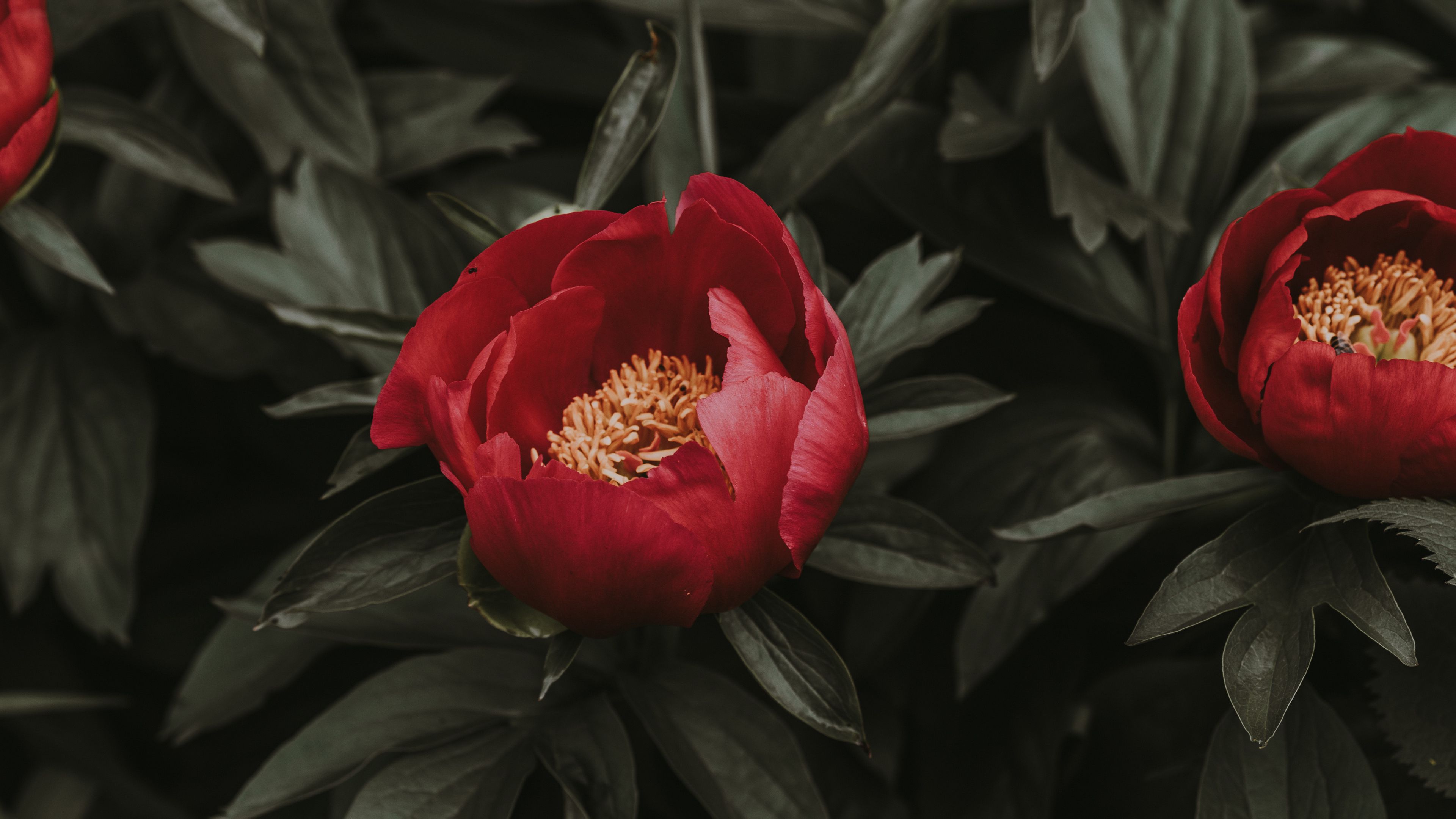 peonies, red, leaves, flowerbed, 4k, HD Wallpaper