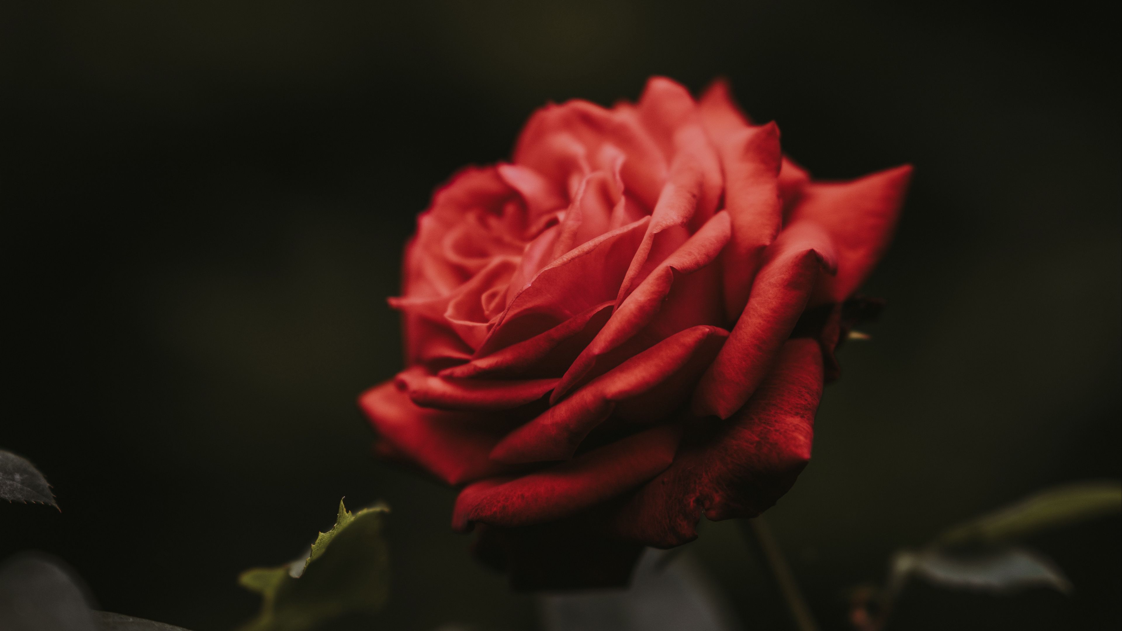 rose, bud, red, flower, blur, 4k, HD Wallpaper