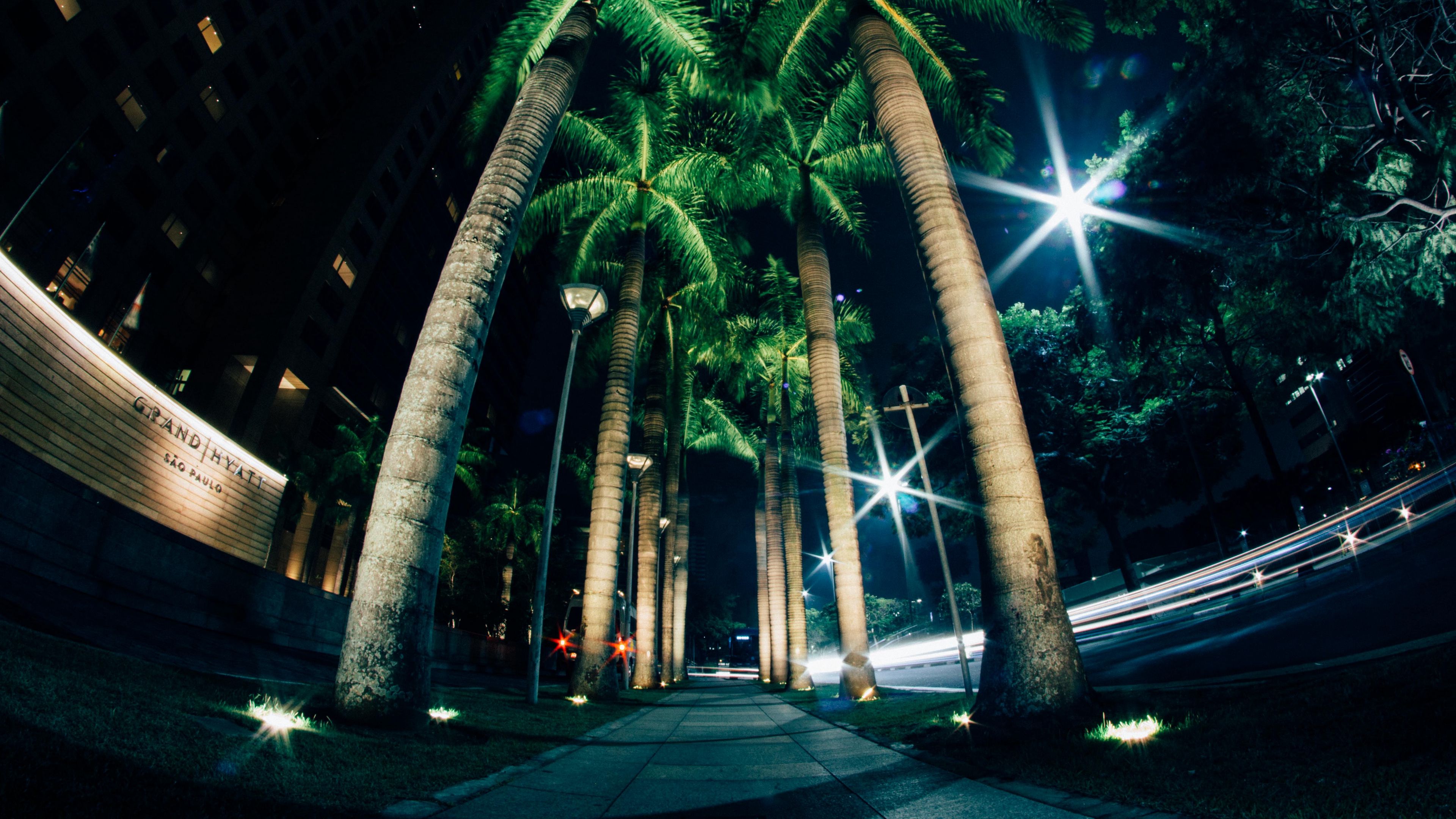 palms, night, street, lighting, 4k, HD Wallpaper