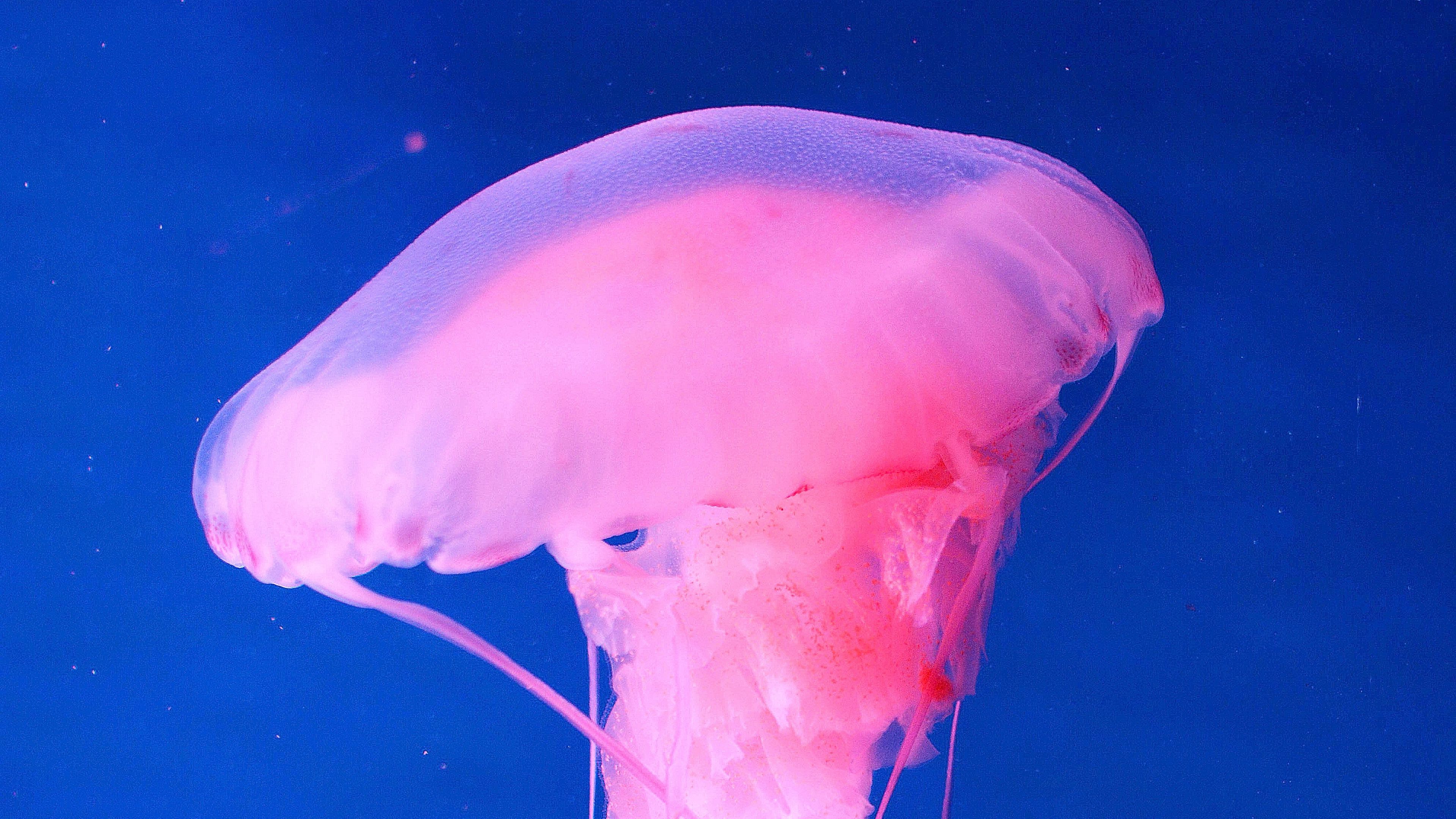 jellyfish, underwater world, pink, 4k, HD Wallpaper