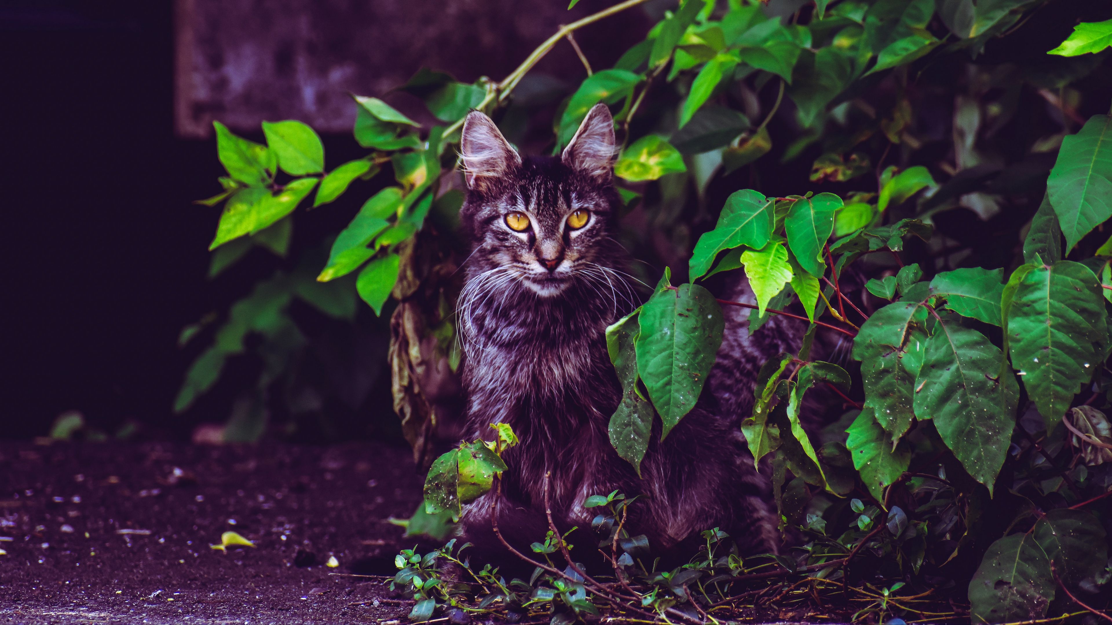 cat, foliage, furry, sitting, 4k, HD Wallpaper