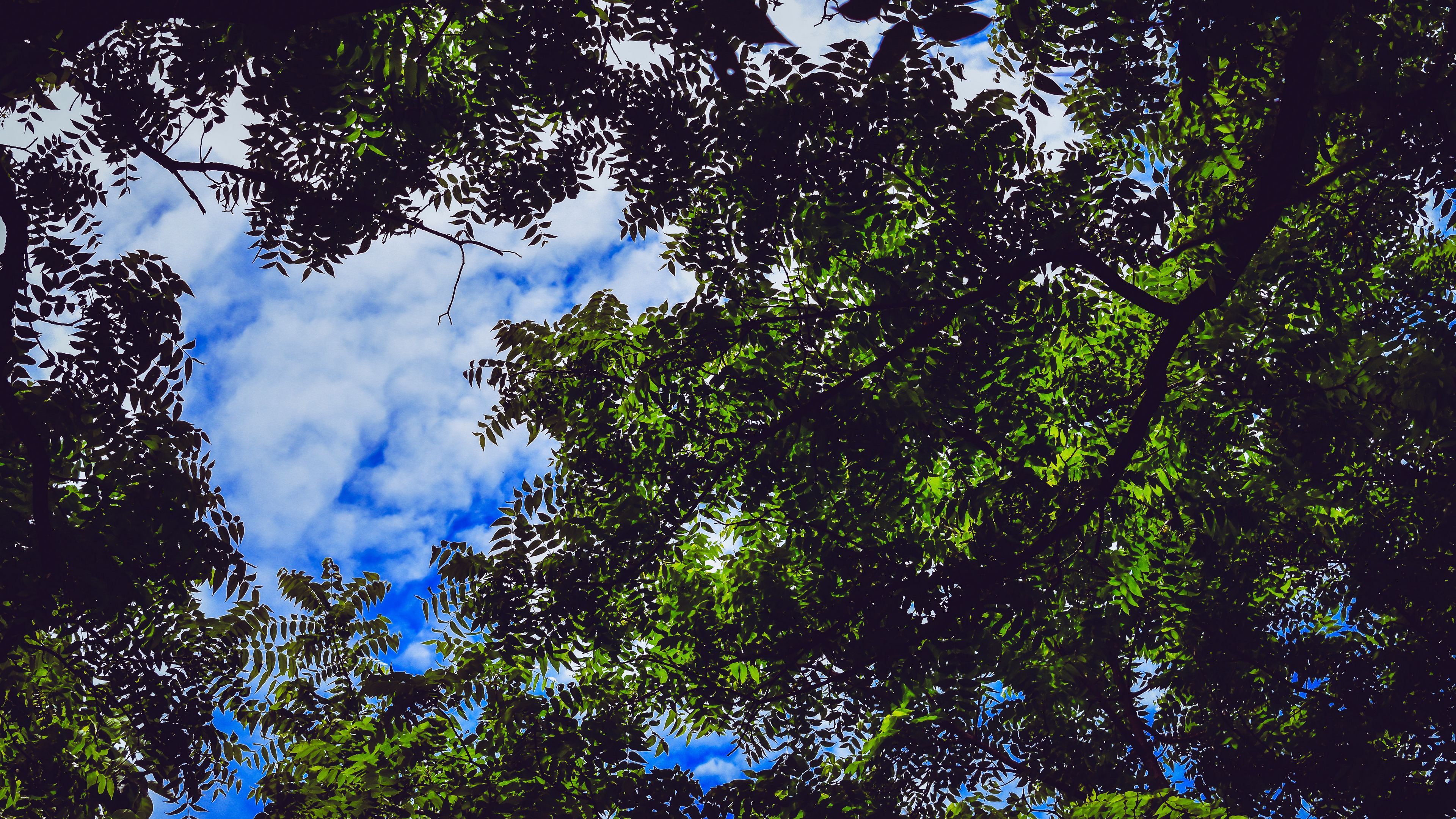 leaves, tree, branches, sky, 4k, HD Wallpaper