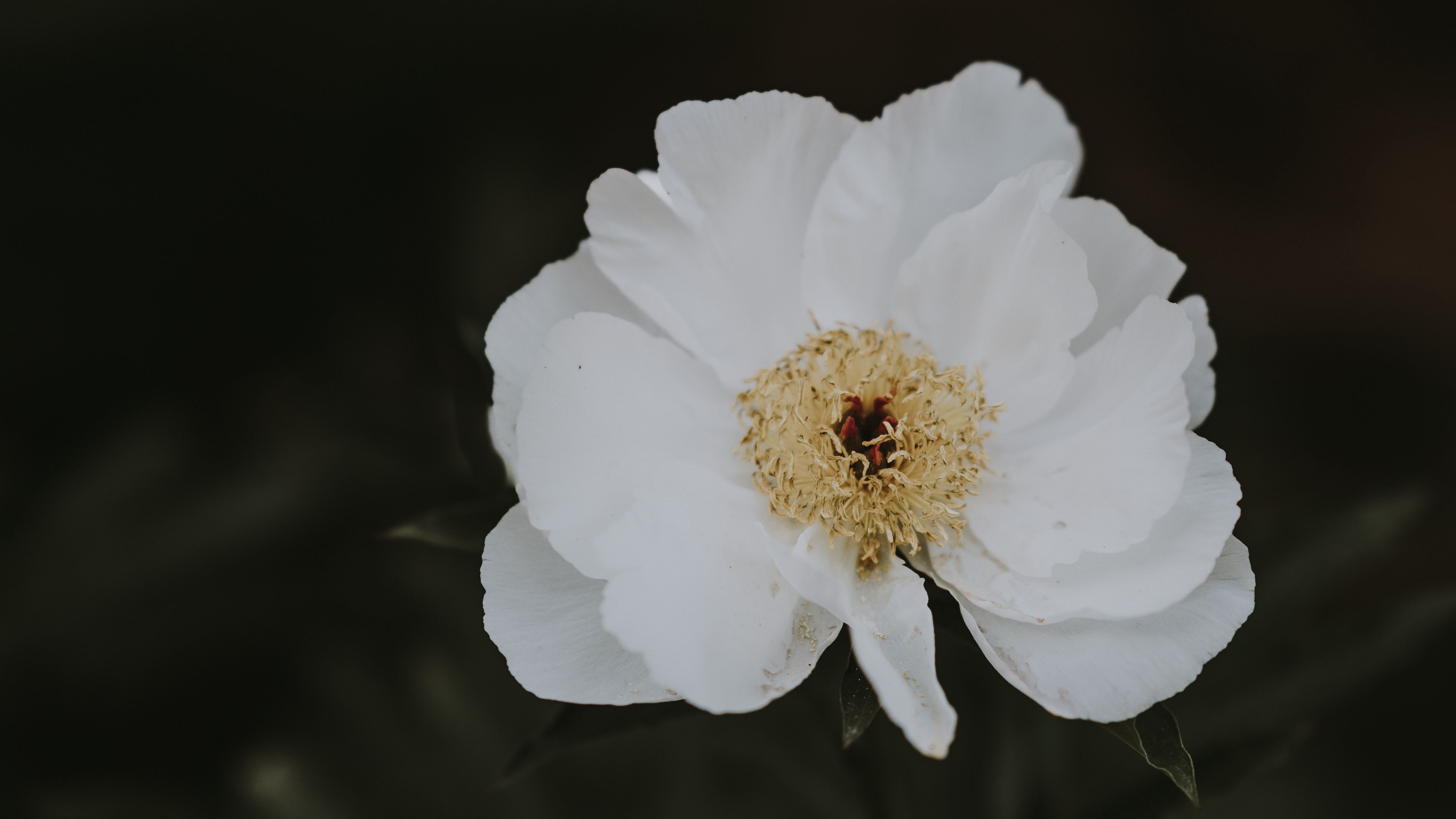 peony, flower, white, close-up, motion blur, 4k, HD Wallpaper
