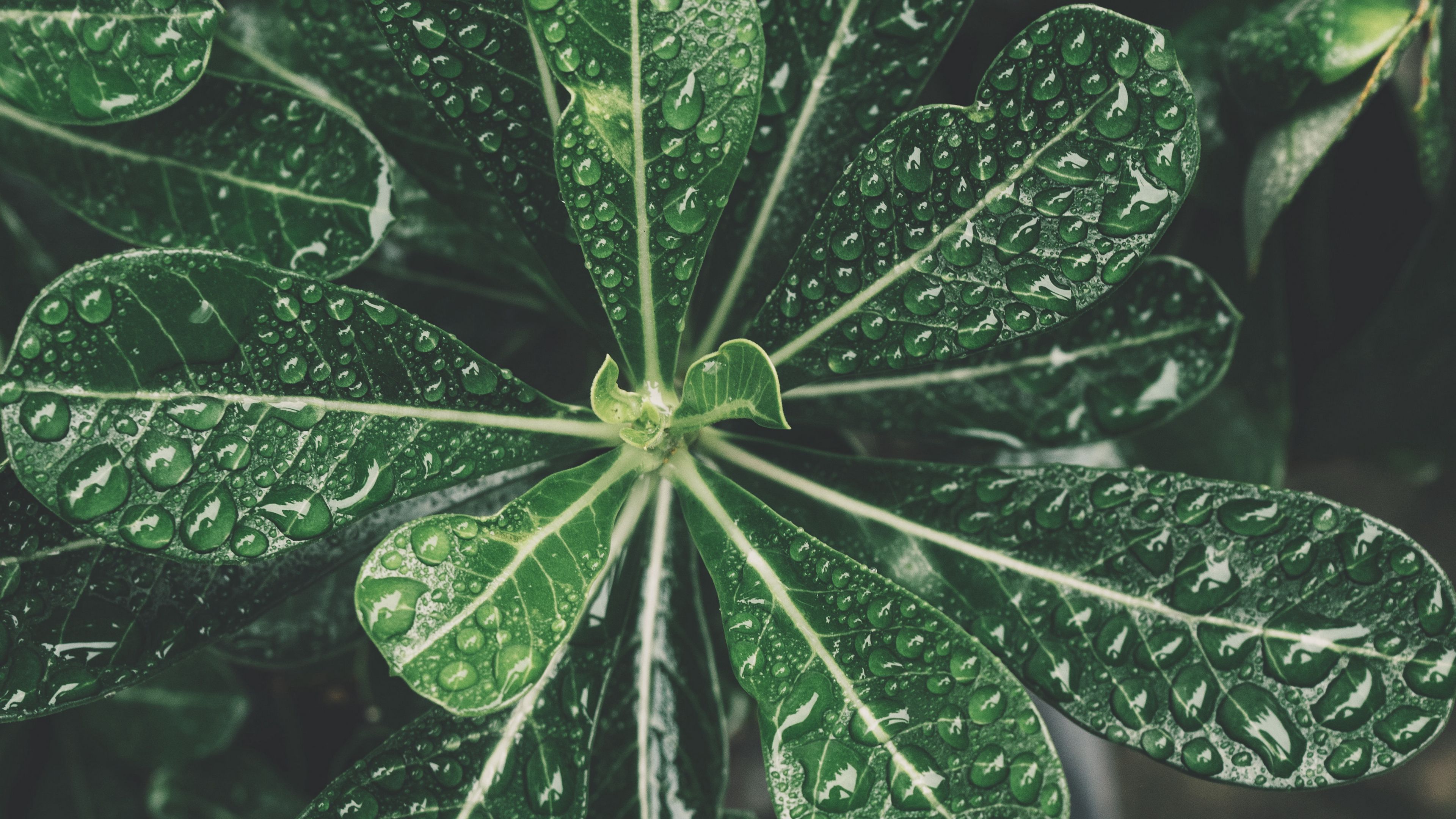 leaves, drops, bonsai, plant, 4k, HD Wallpaper