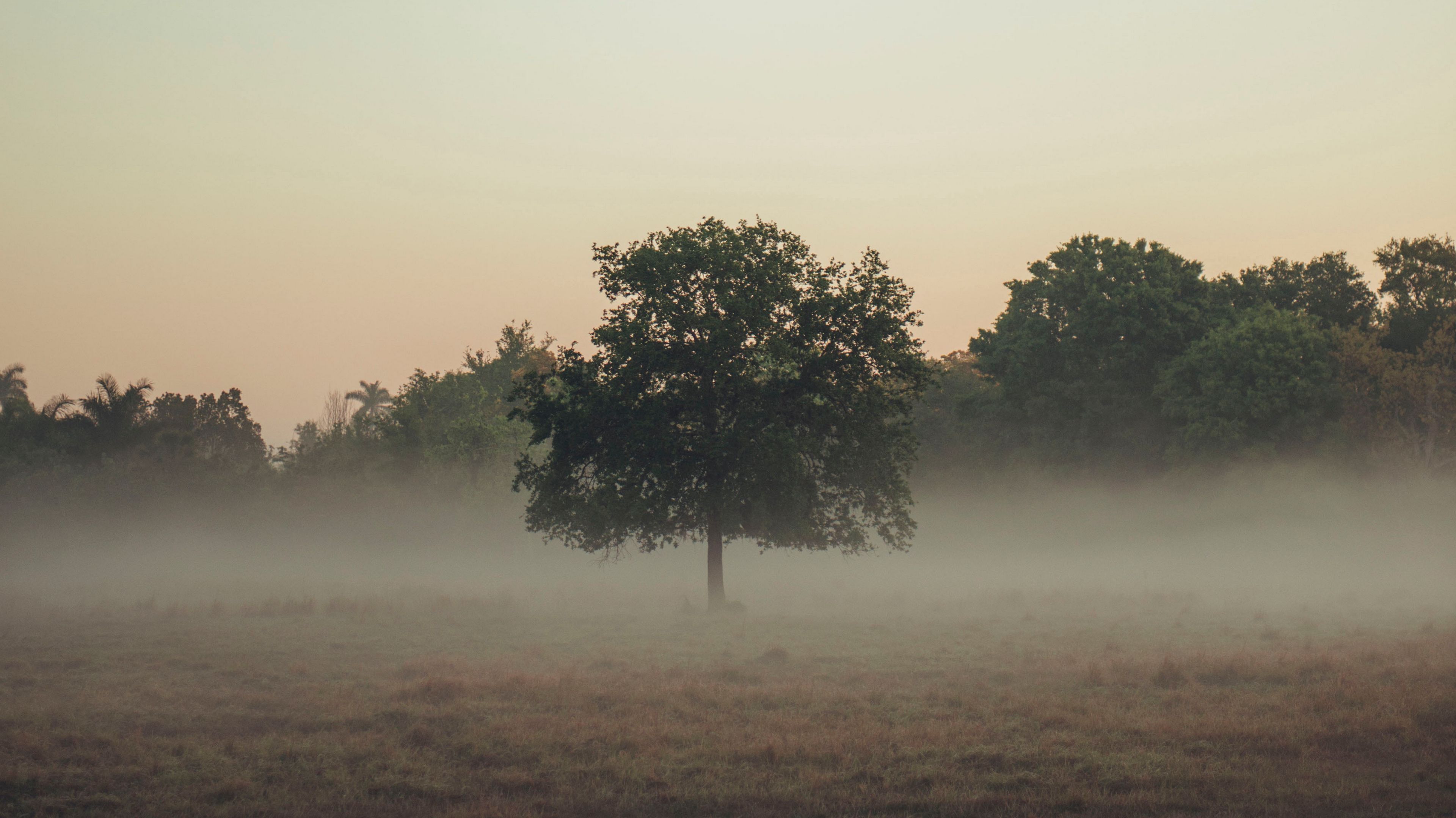 trees, fog, field, 4k, HD Wallpaper