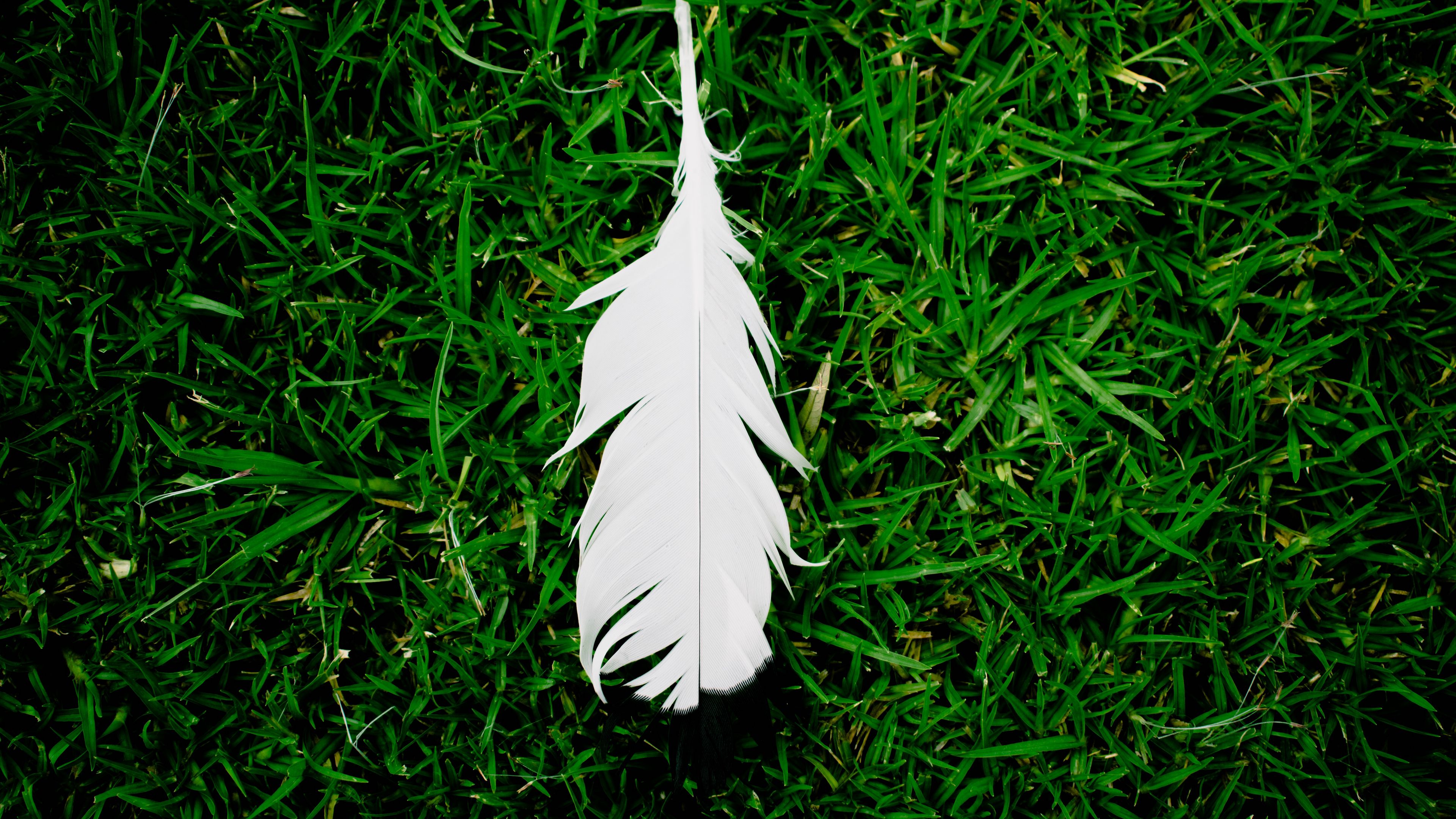 feather, grass, green, white, lightness, 4k, HD Wallpaper