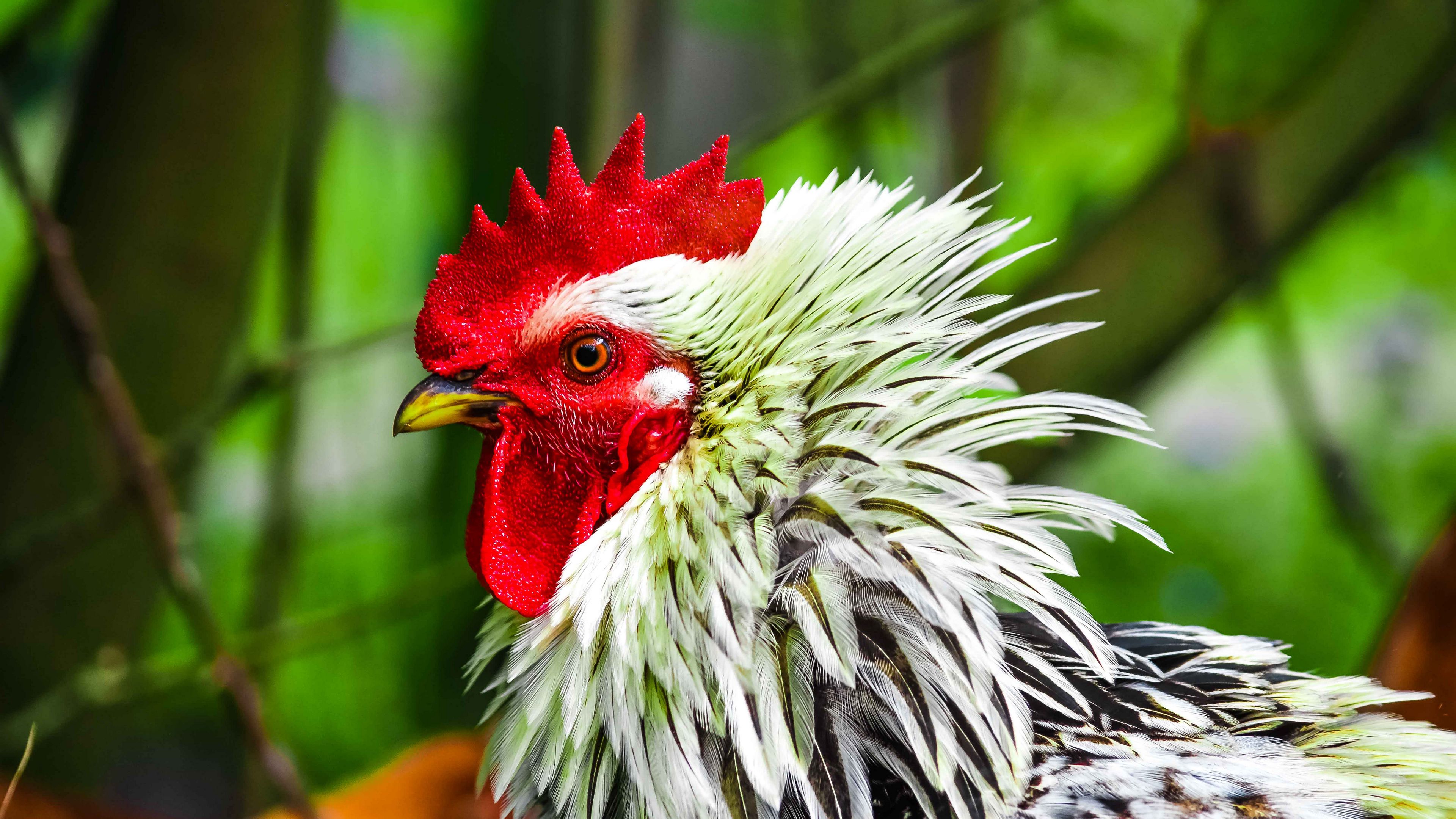 rooster, bird, poultry, comb, beak, 4k, HD Wallpaper