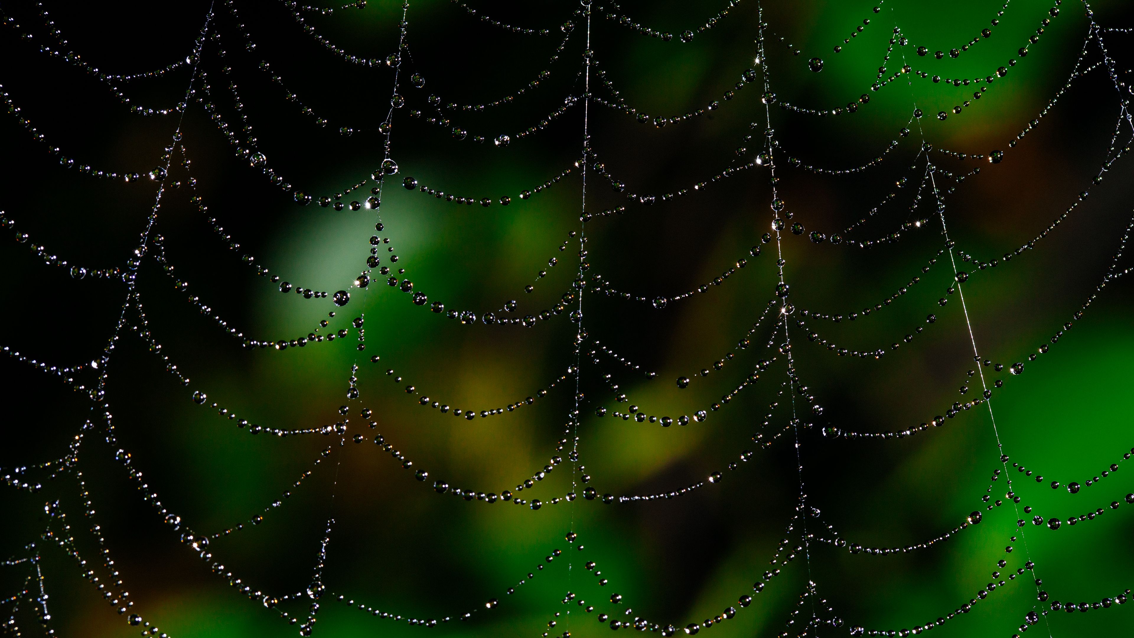 spider web, drops, macro, blur, 4k, HD Wallpaper