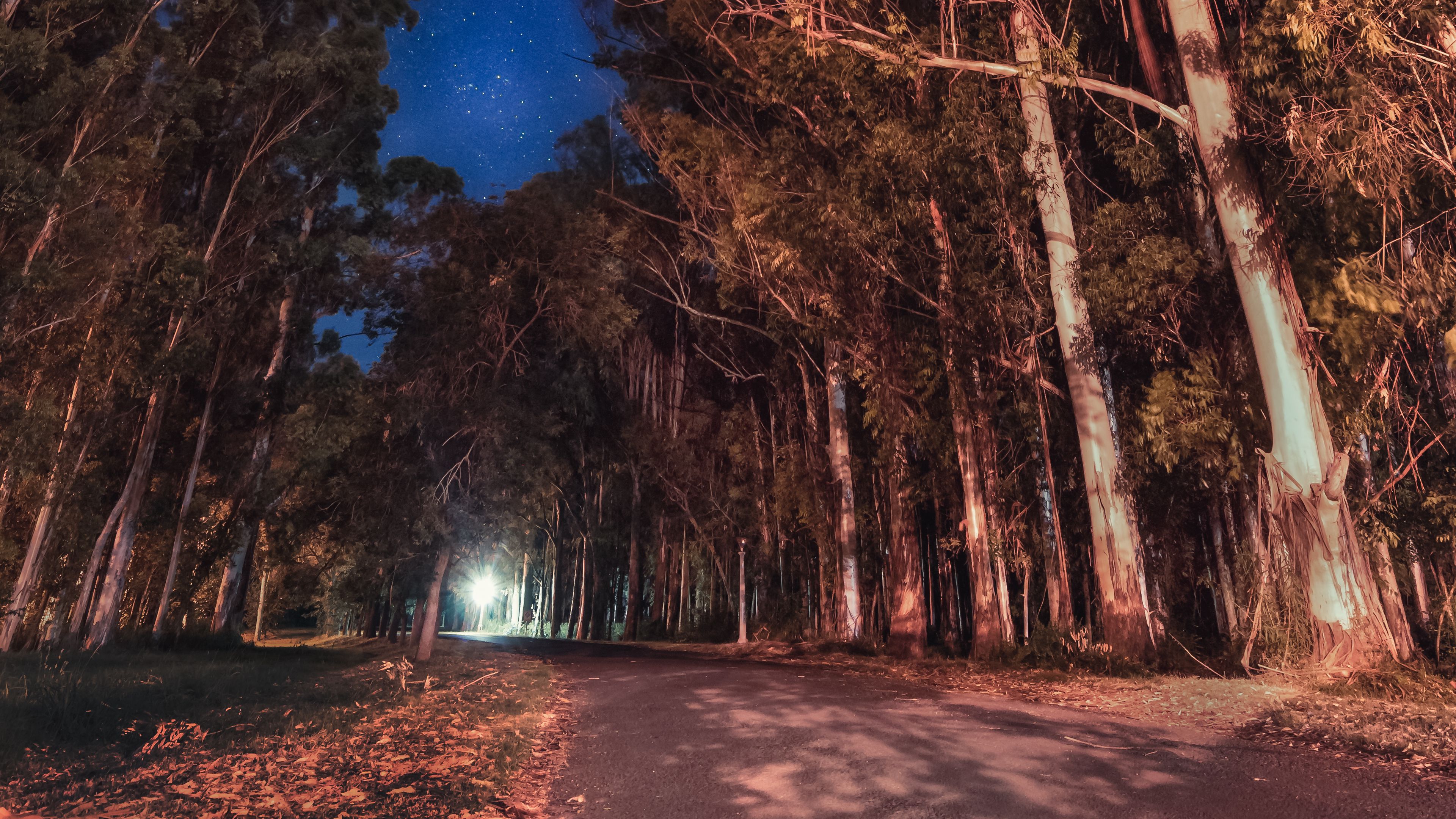 trees, night, stars, road, parana, entre rios, argentina, 4k, HD Wallpaper