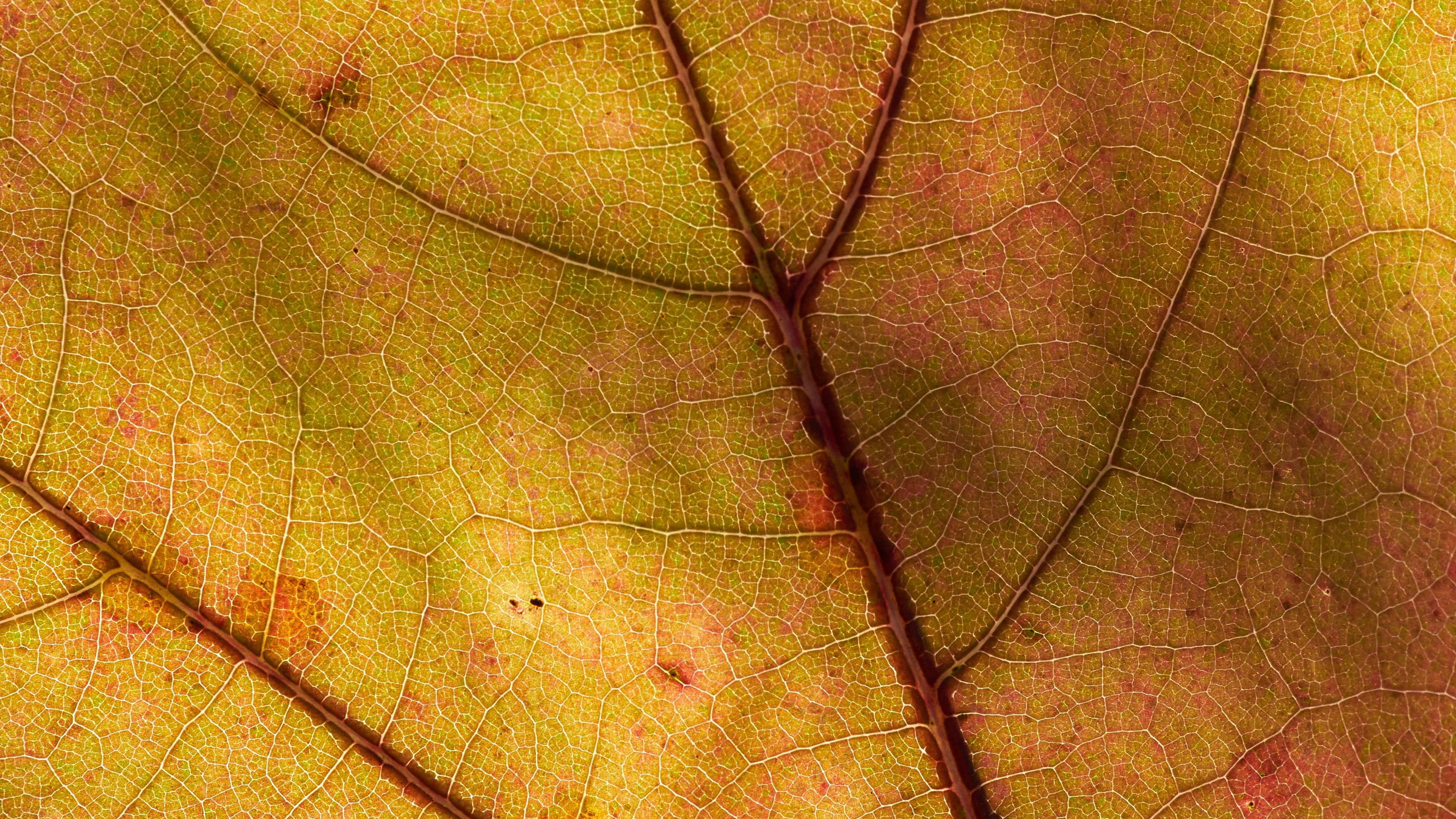 leaf, macro, plant, yellow, 4k, HD Wallpaper