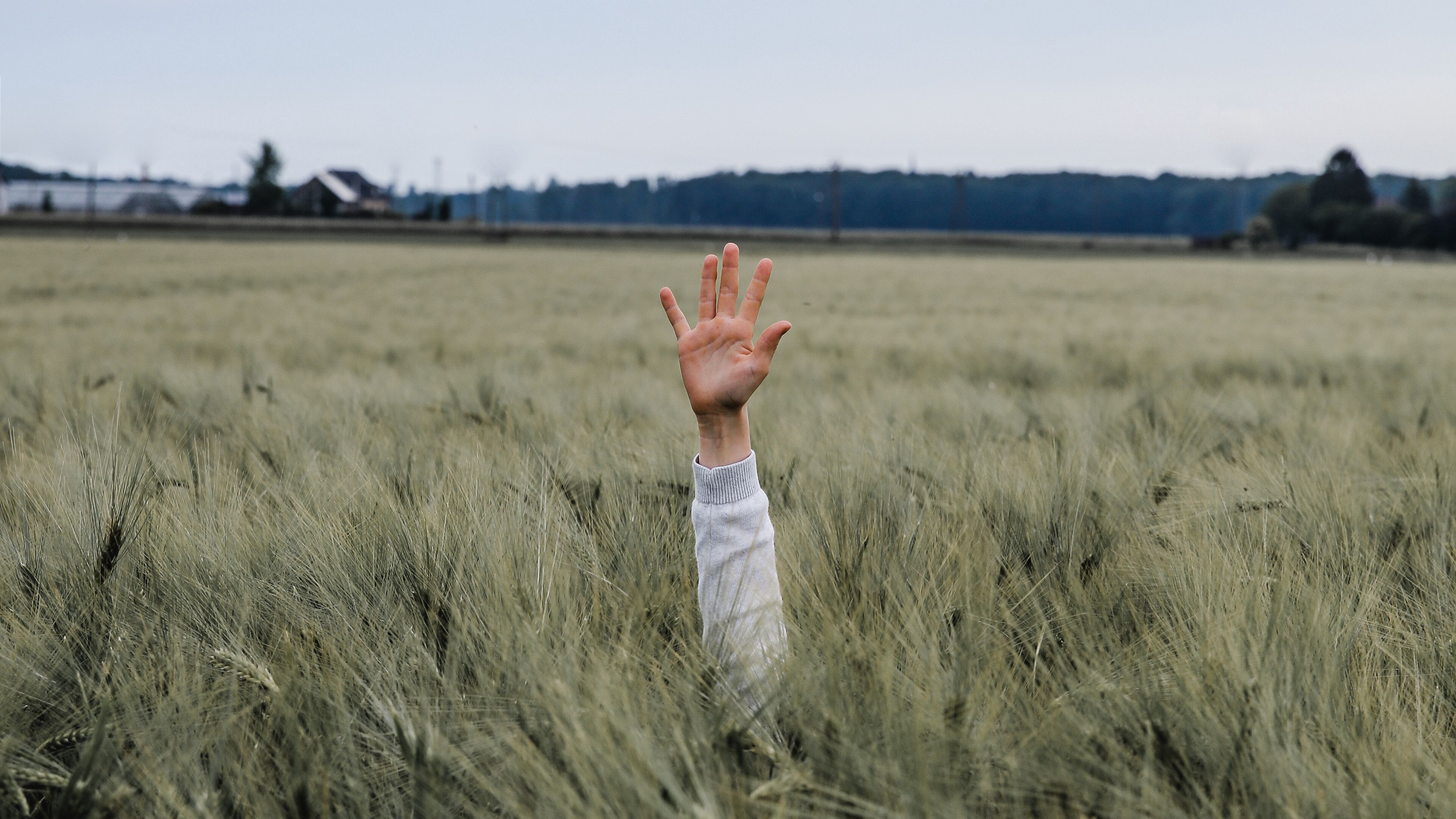 hand, kid, field, meadow, grass, ears, 4k, HD Wallpaper