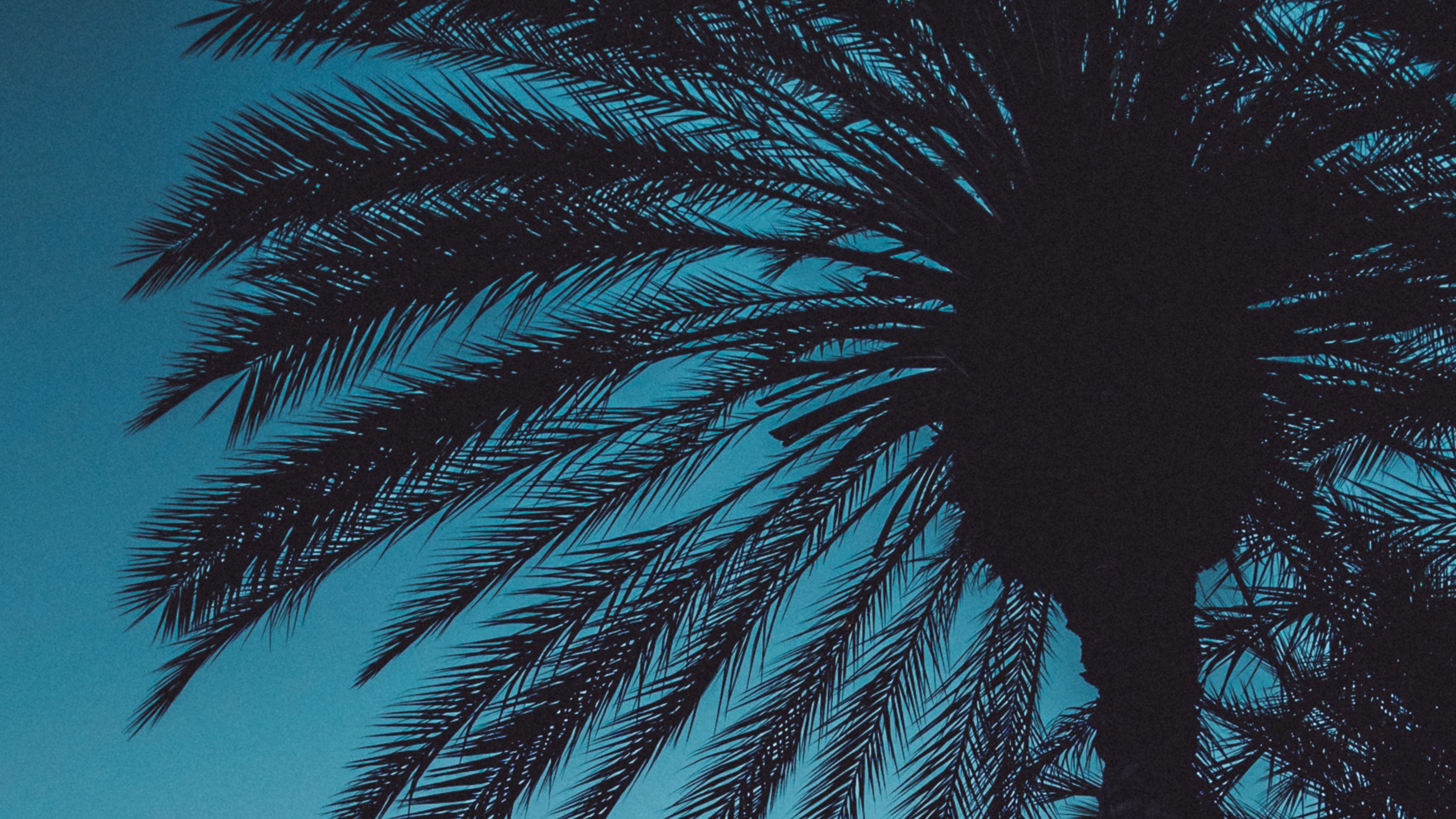 palms, sunset, trees, leaves, silhouettes, sky, 4k, HD Wallpaper