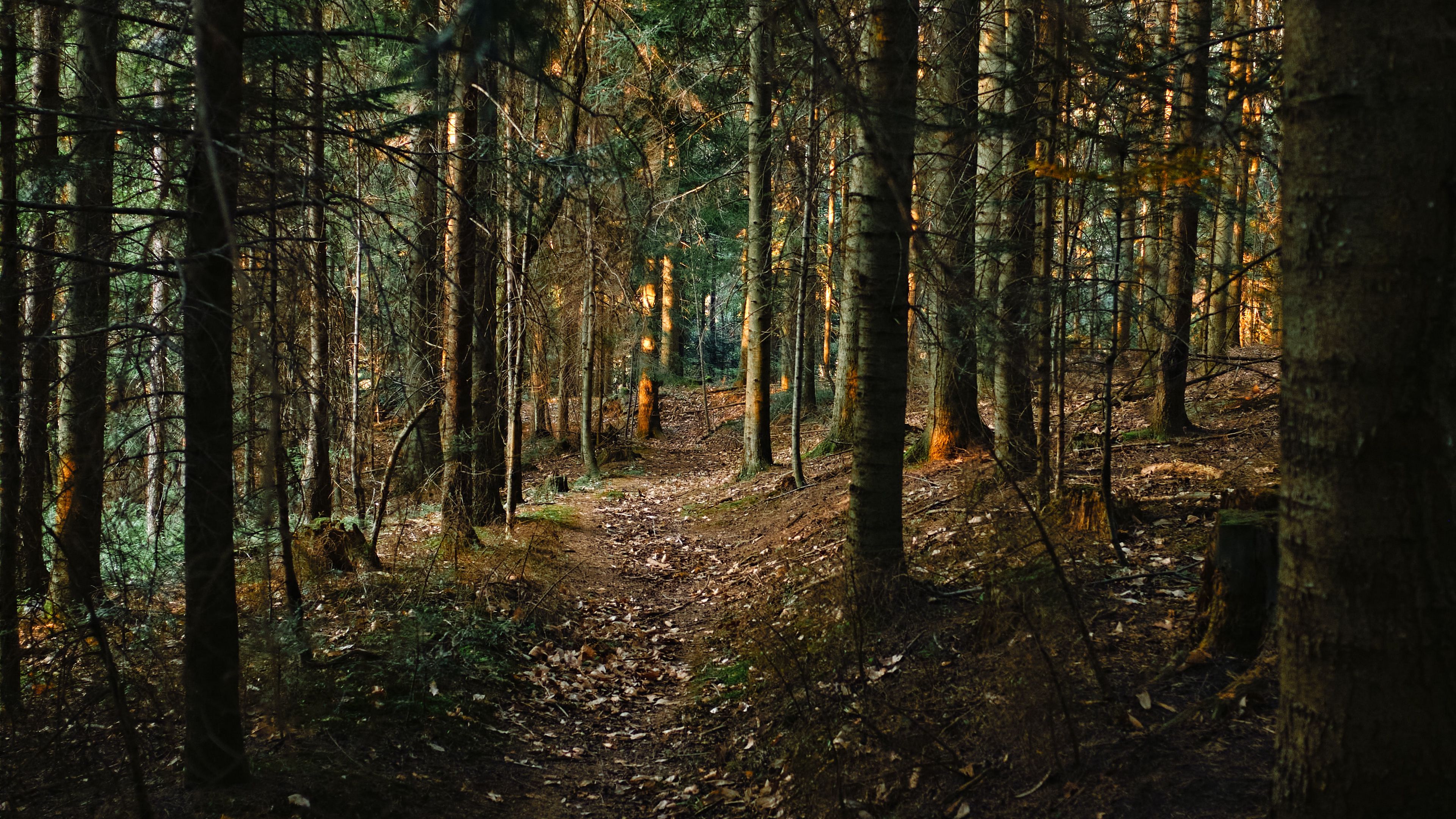 forest, pine, path, 4k, HD Wallpaper