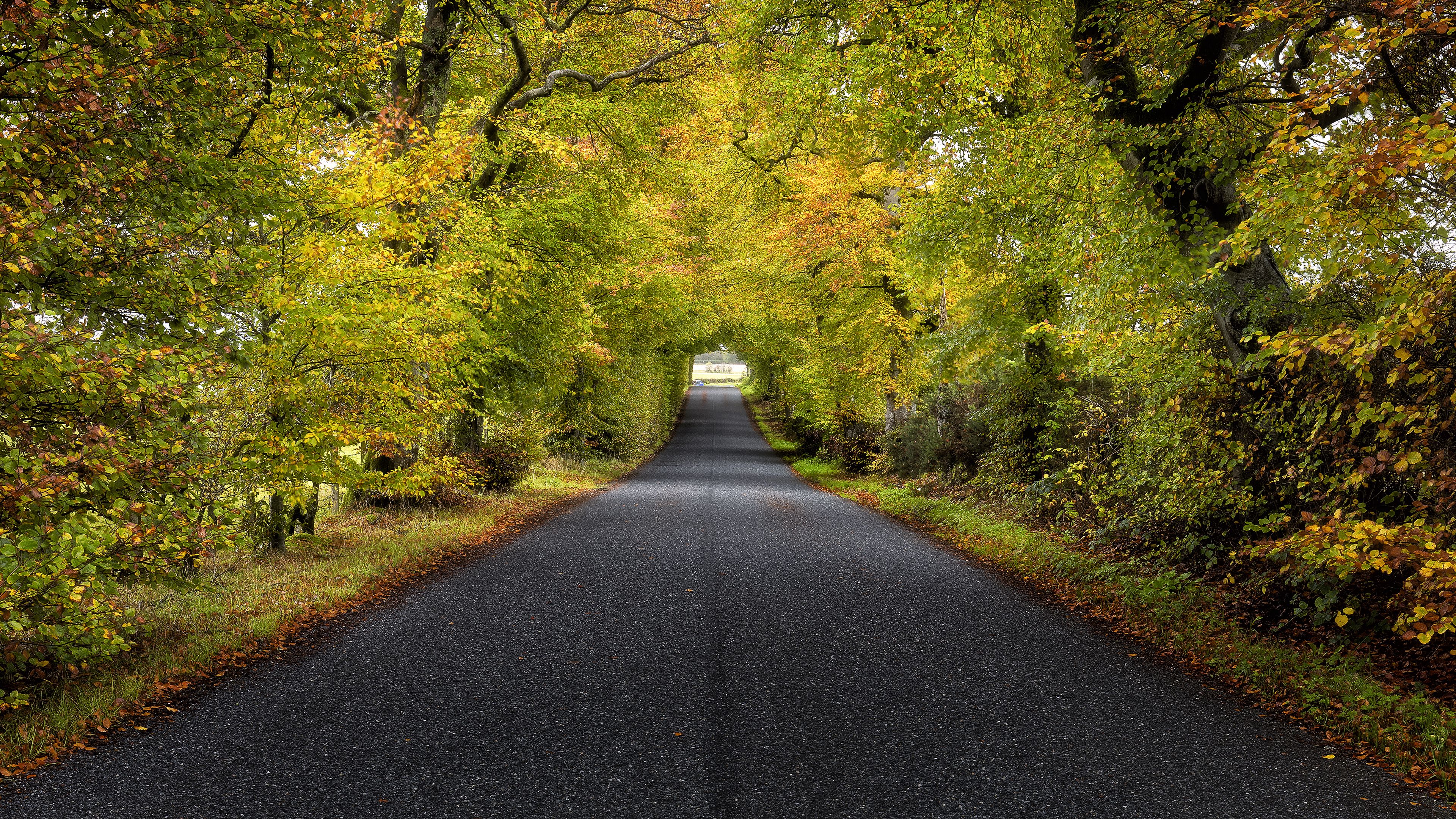 trees, road, autumn, scotland, 4k, HD Wallpaper