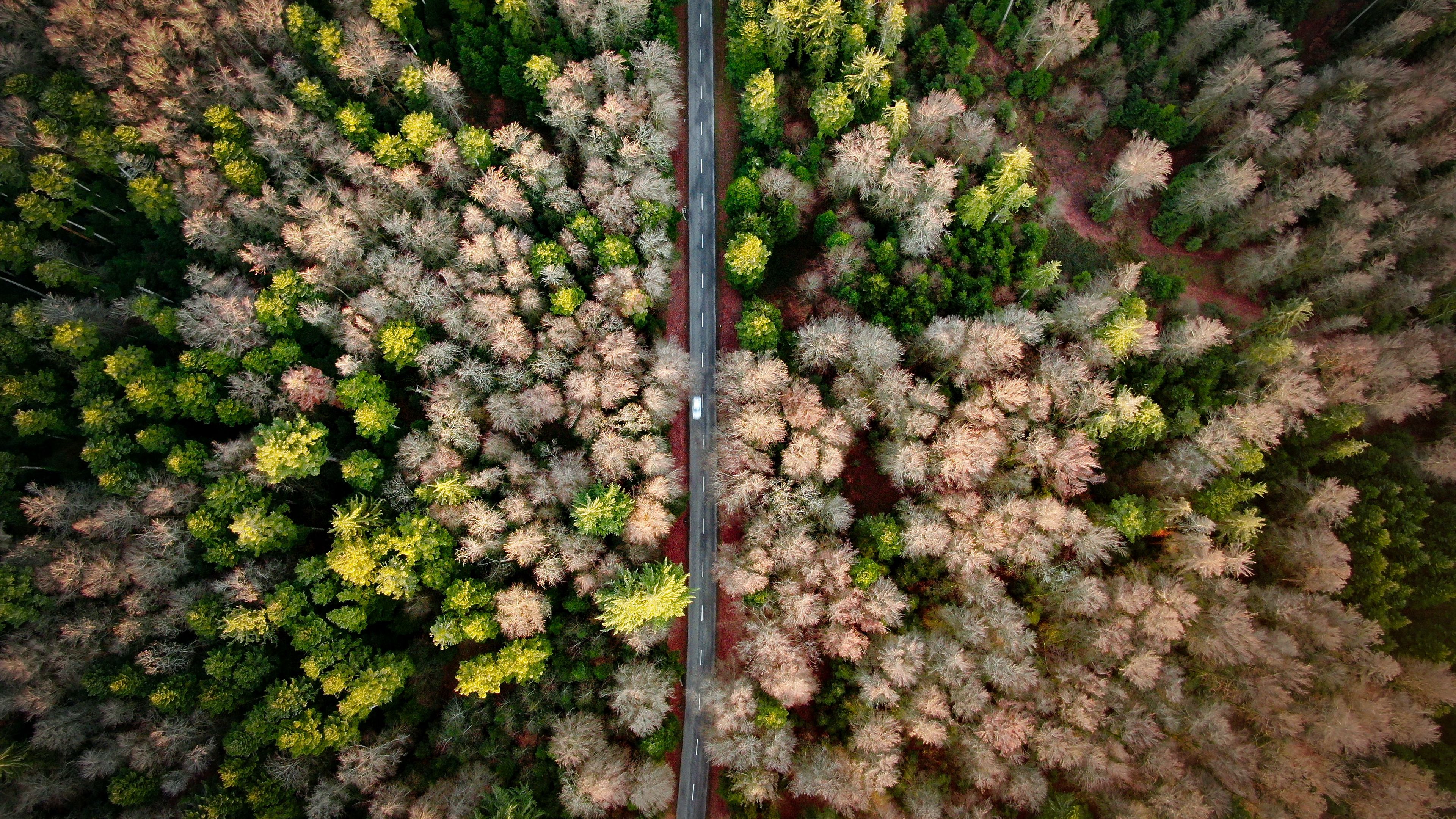road, aerial view, forest, marking, 4k, HD Wallpaper