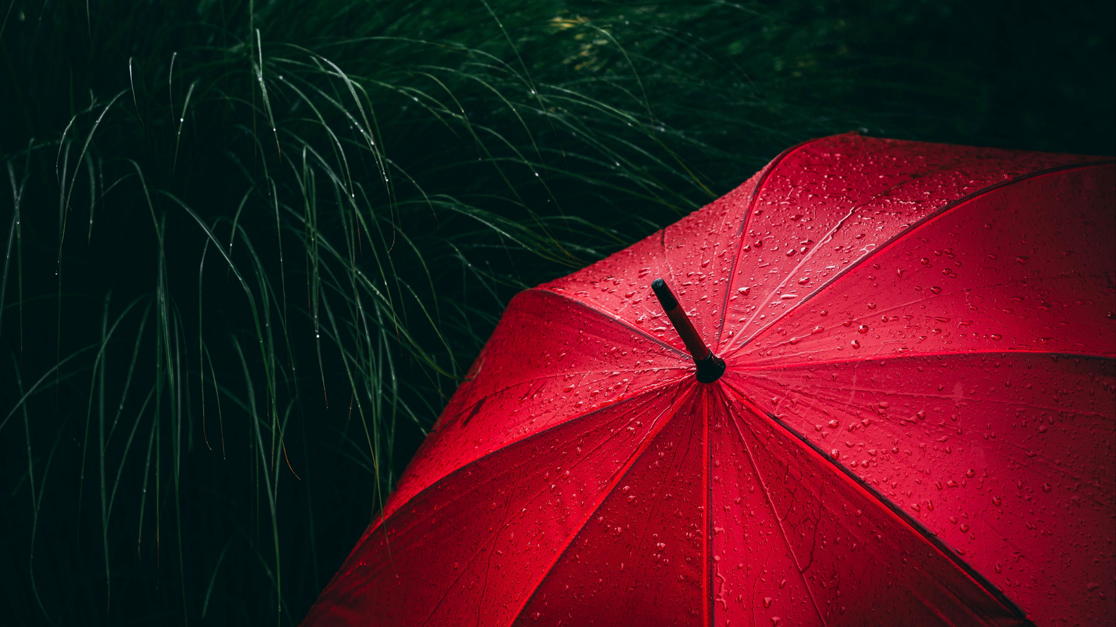 umbrella, grass, drops, 4k, HD Wallpaper