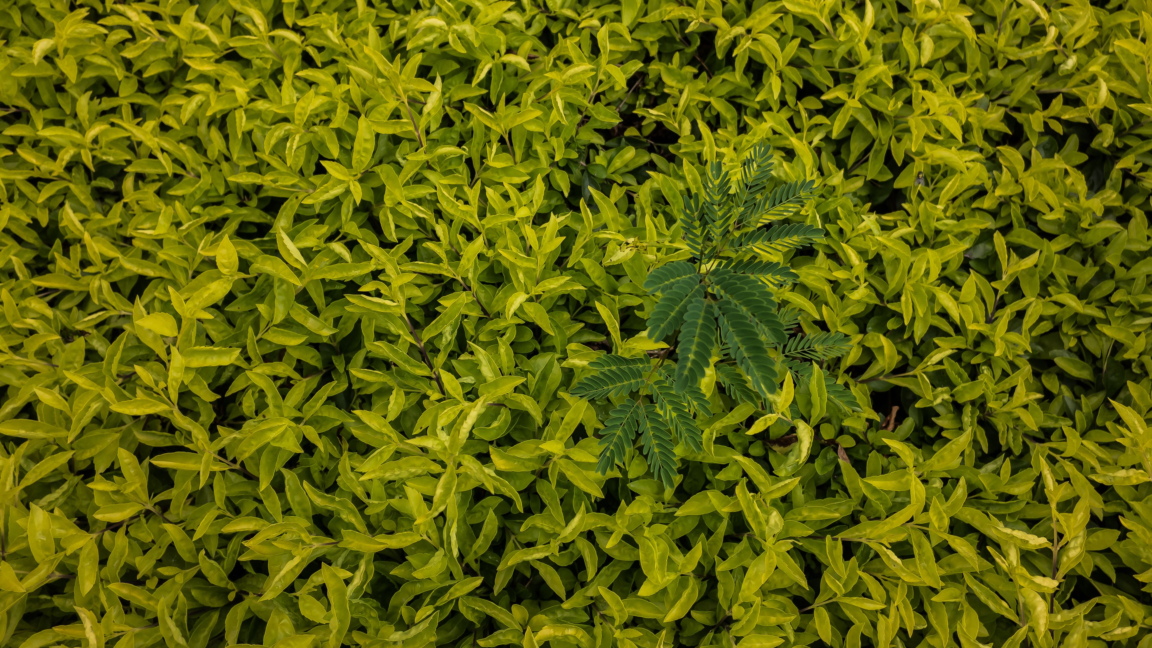leaves, green, grass, shape, 4k, HD Wallpaper