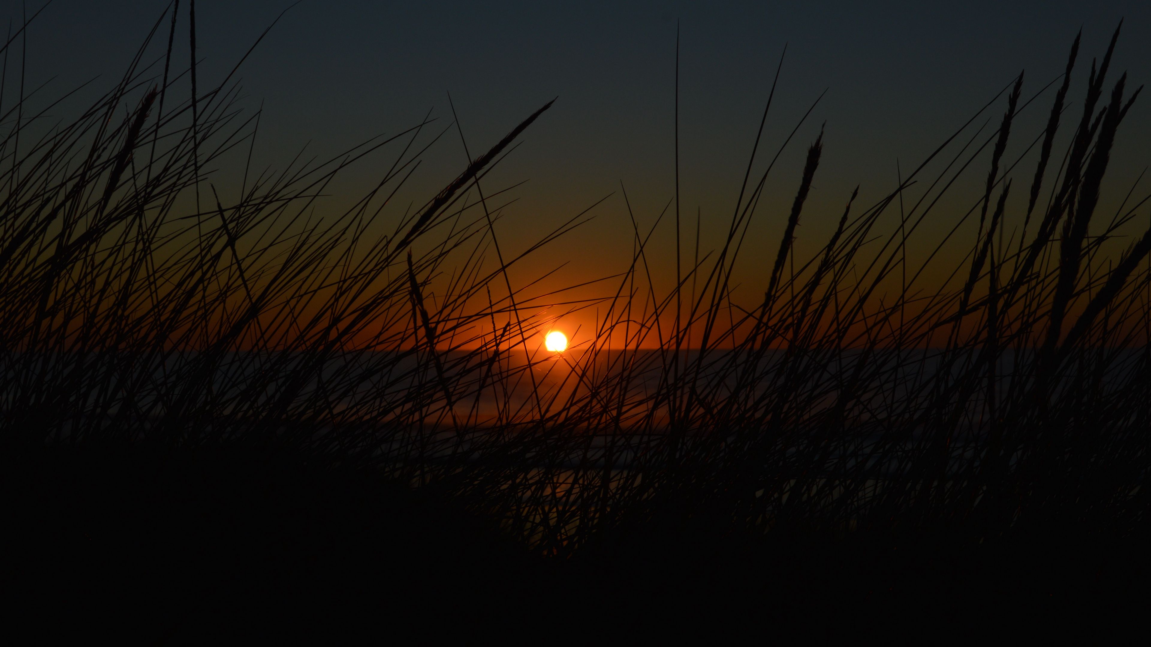 sunset, sun, grass, dark, 4k, HD Wallpaper