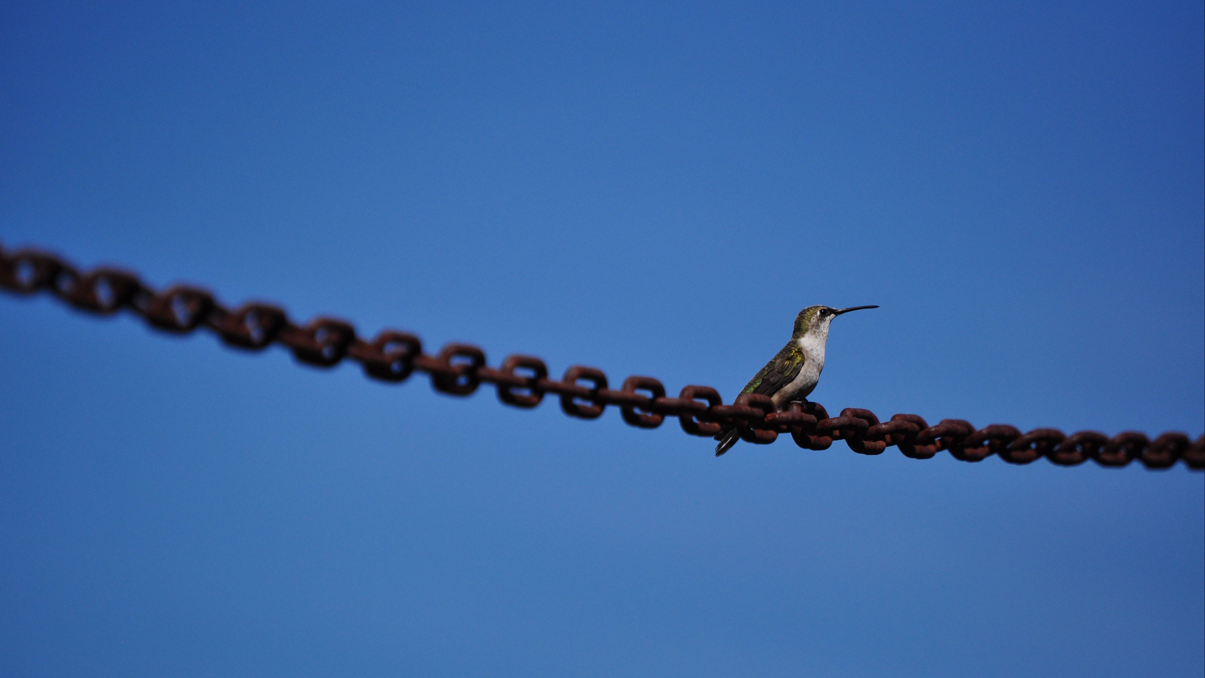 kiwi, bird, sky, 4k, HD Wallpaper