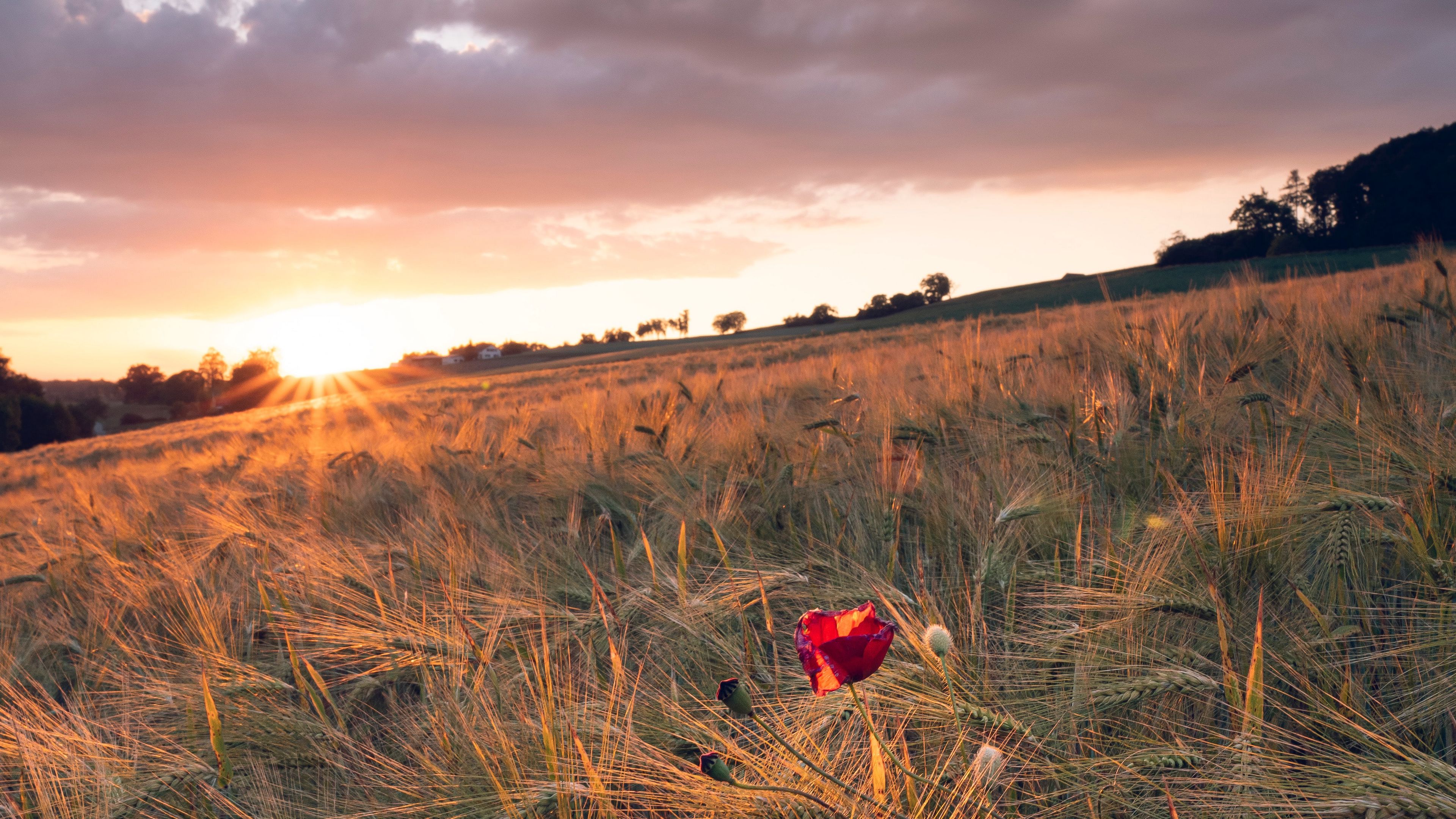 poppy, rays, ears, vast, horizon, 4k, HD Wallpaper