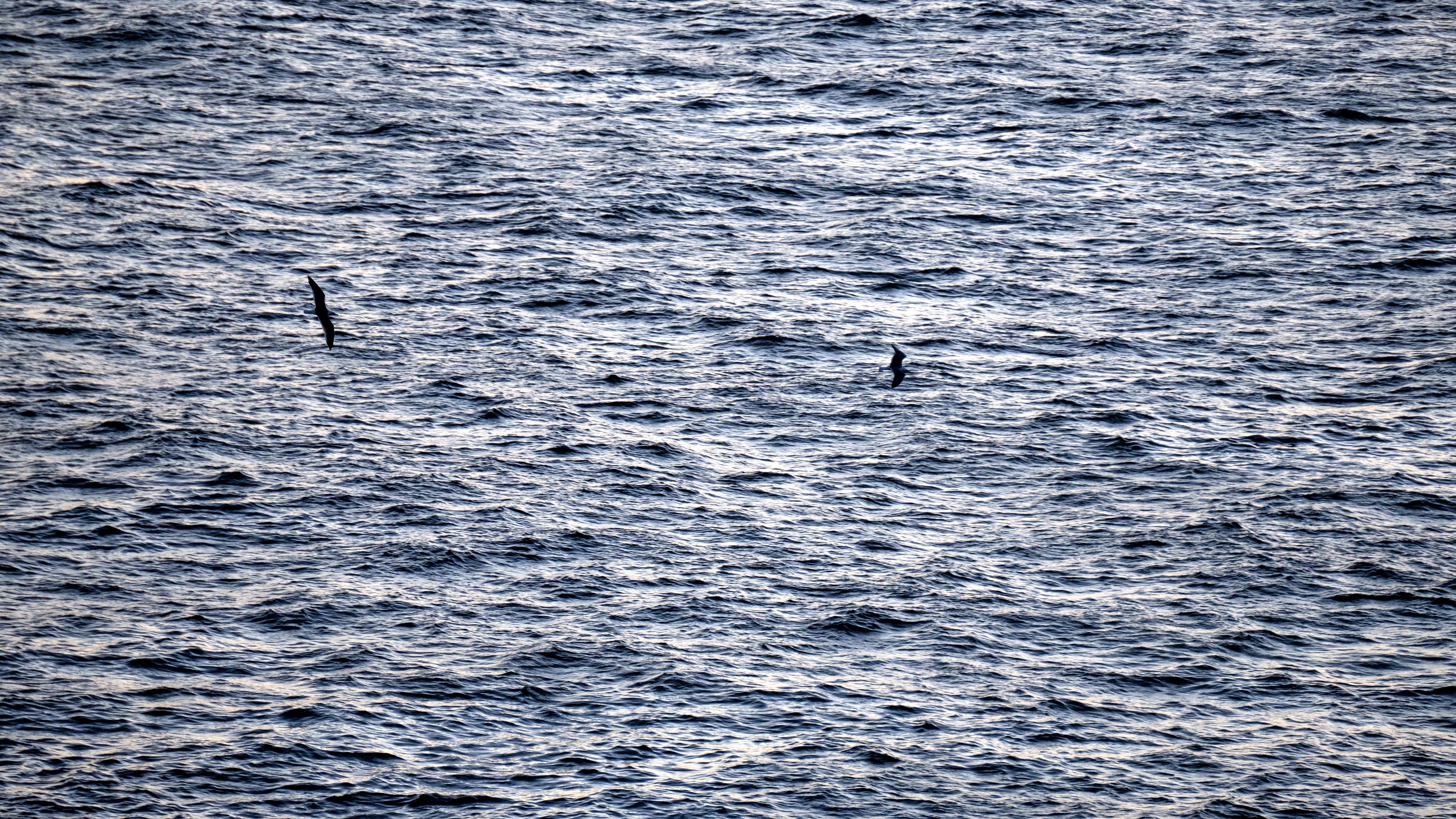bird, sea, flight, 4k, HD Wallpaper