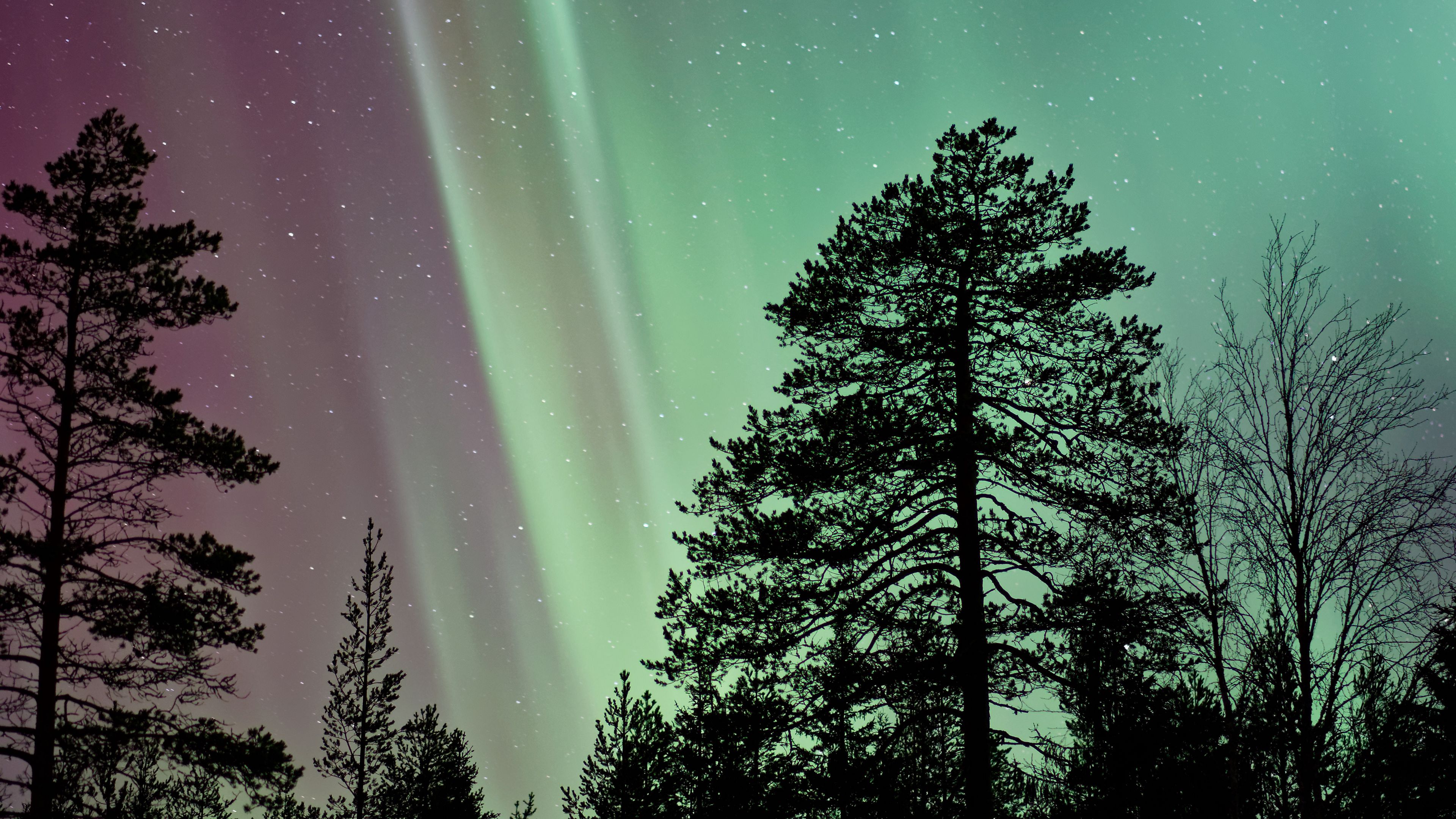 starry sky, the trees, northern lights, 4k, HD Wallpaper