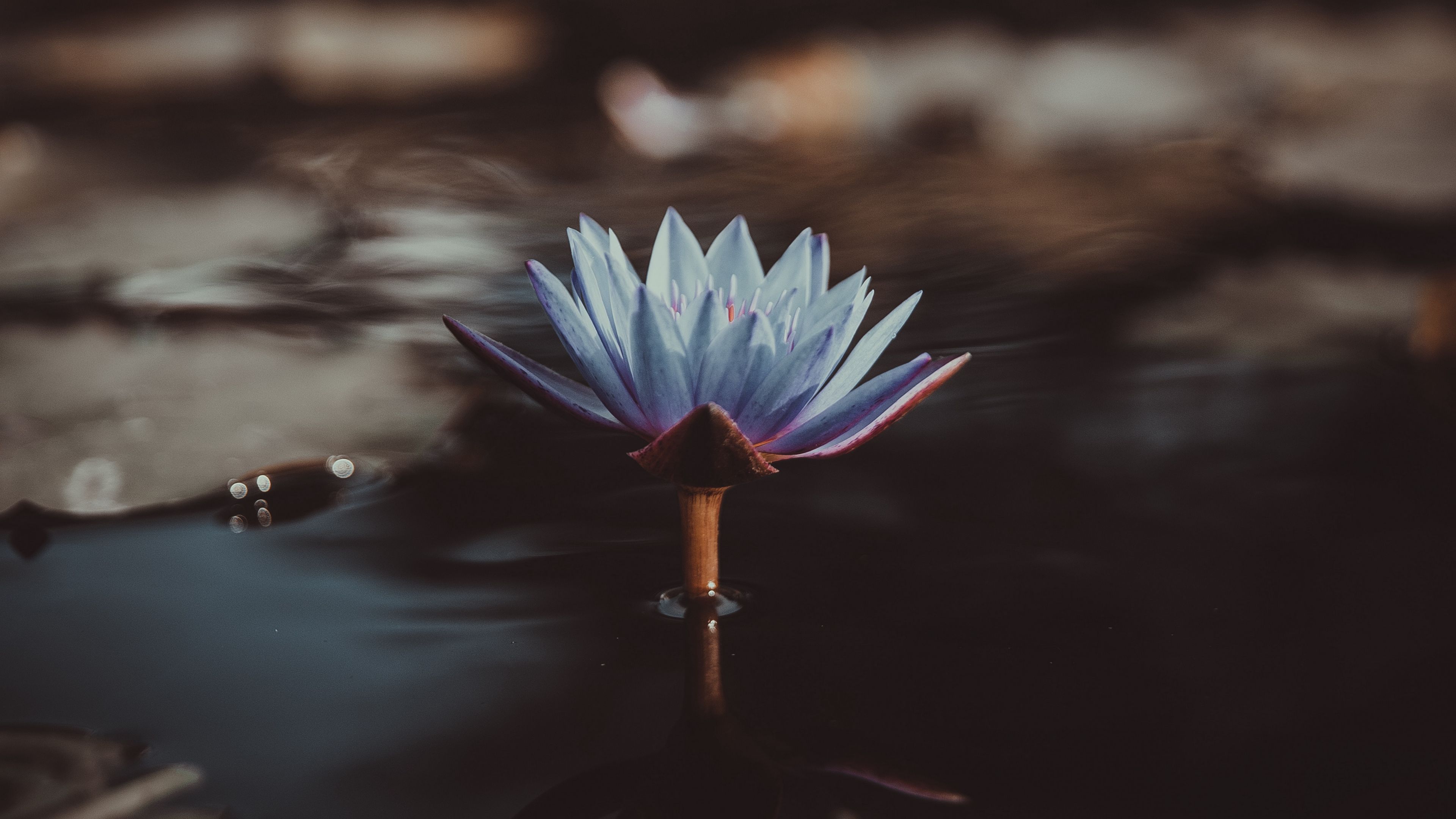 water lily, flower, water, blur, 4k, HD Wallpaper