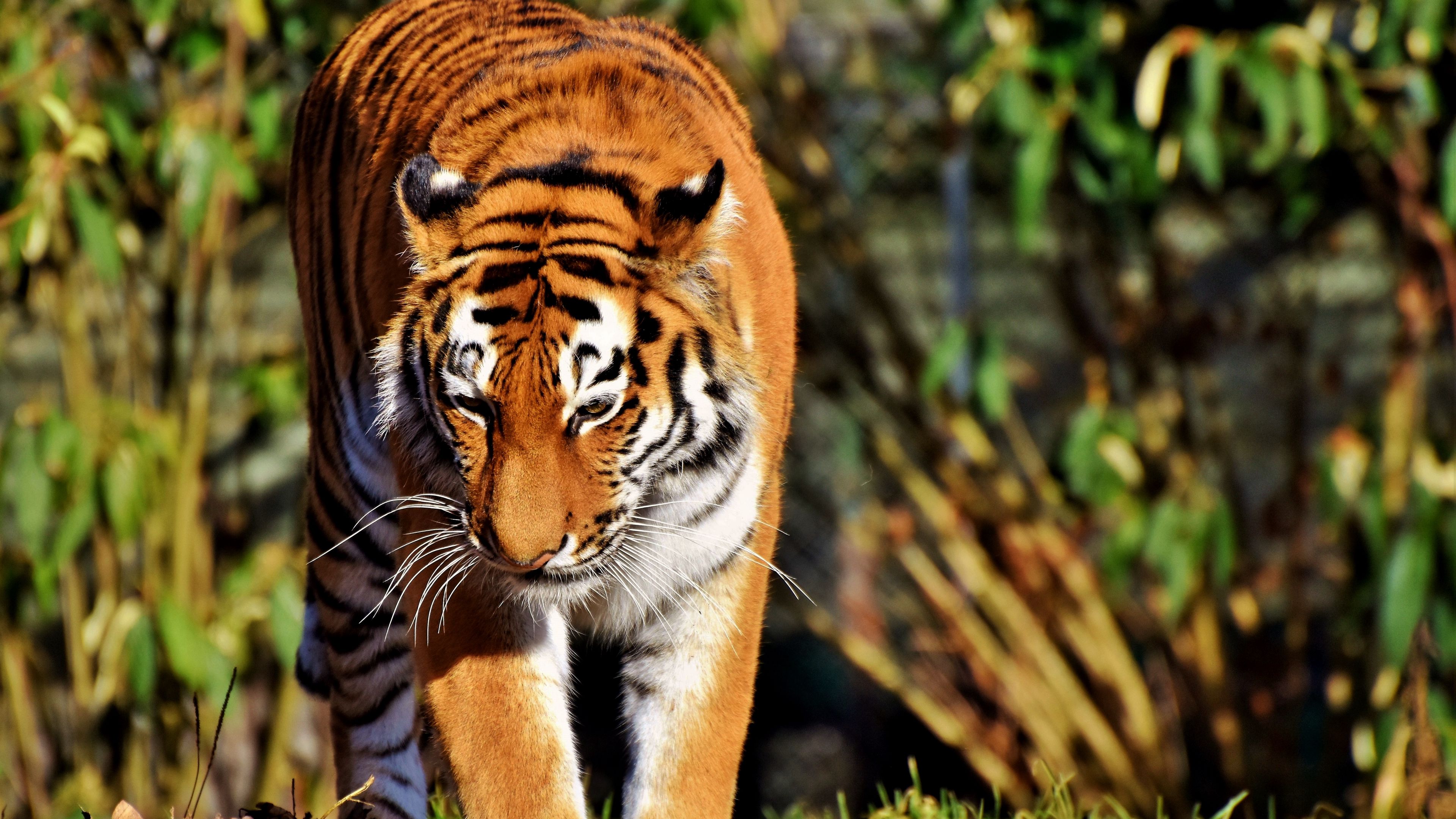 tiger, predator, big cat, walk, 4k, HD Wallpaper