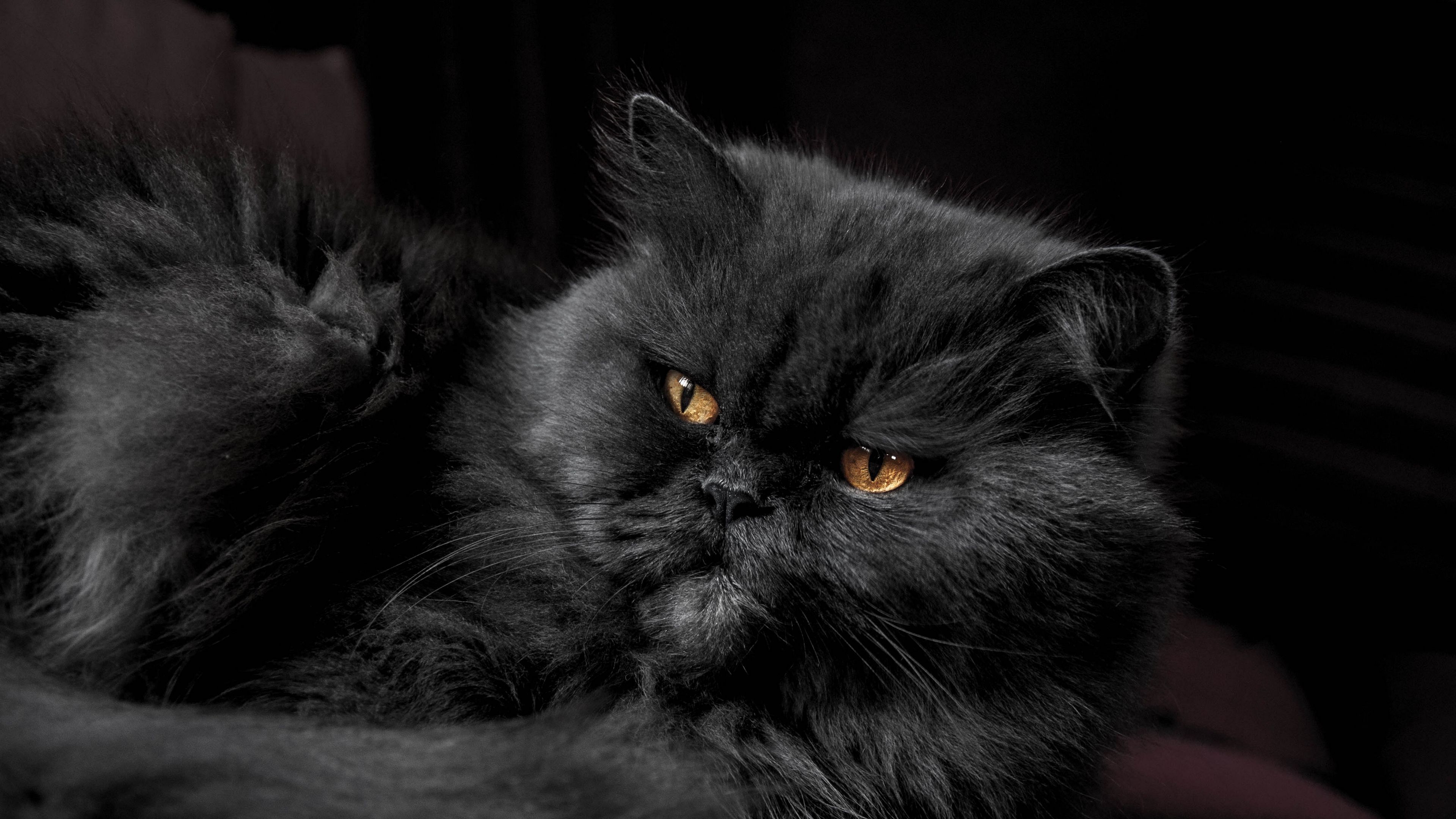 cat, furry, gray, 4k, HD Wallpaper