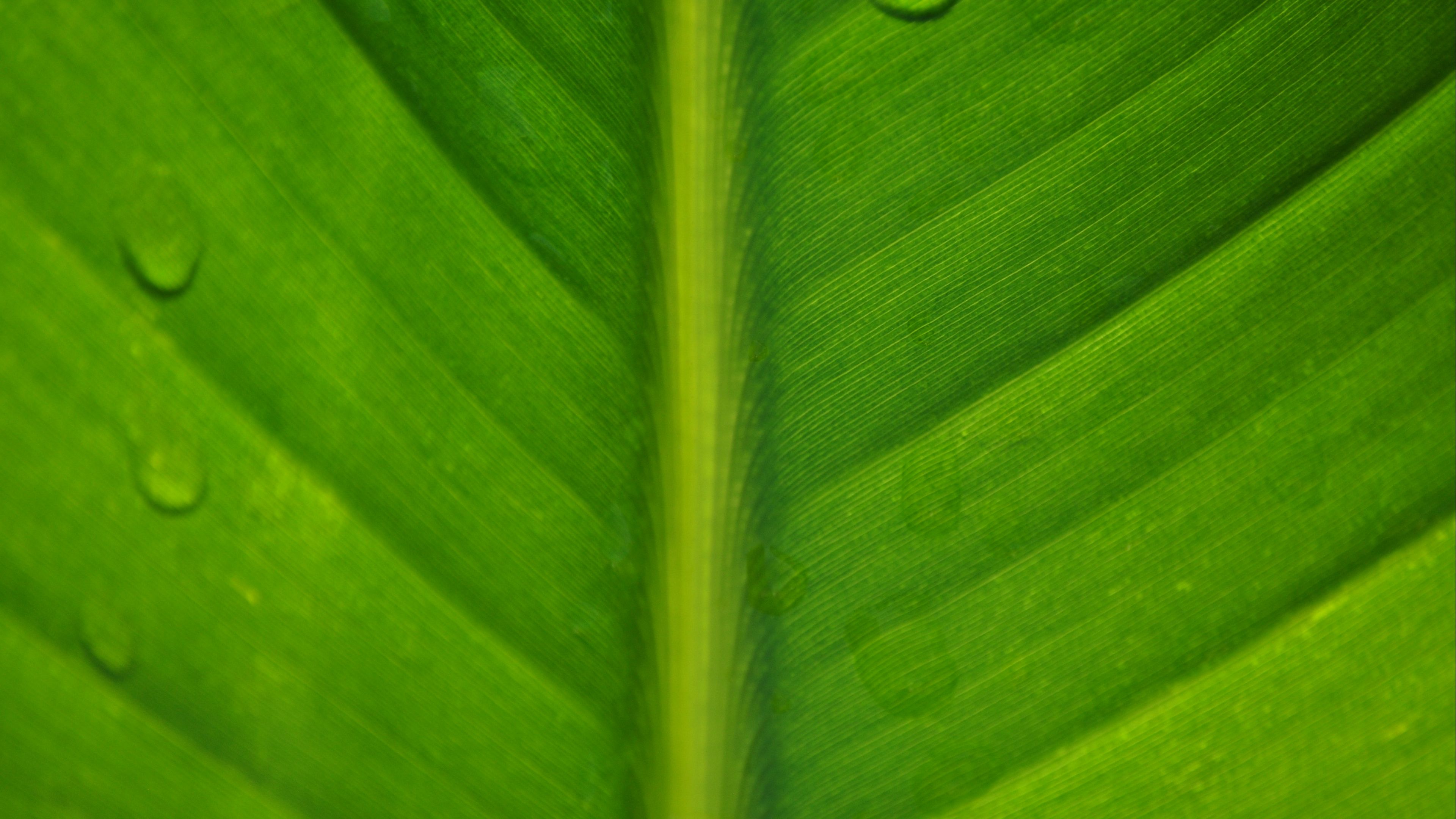 leaf, macro, drops, 4k, HD Wallpaper