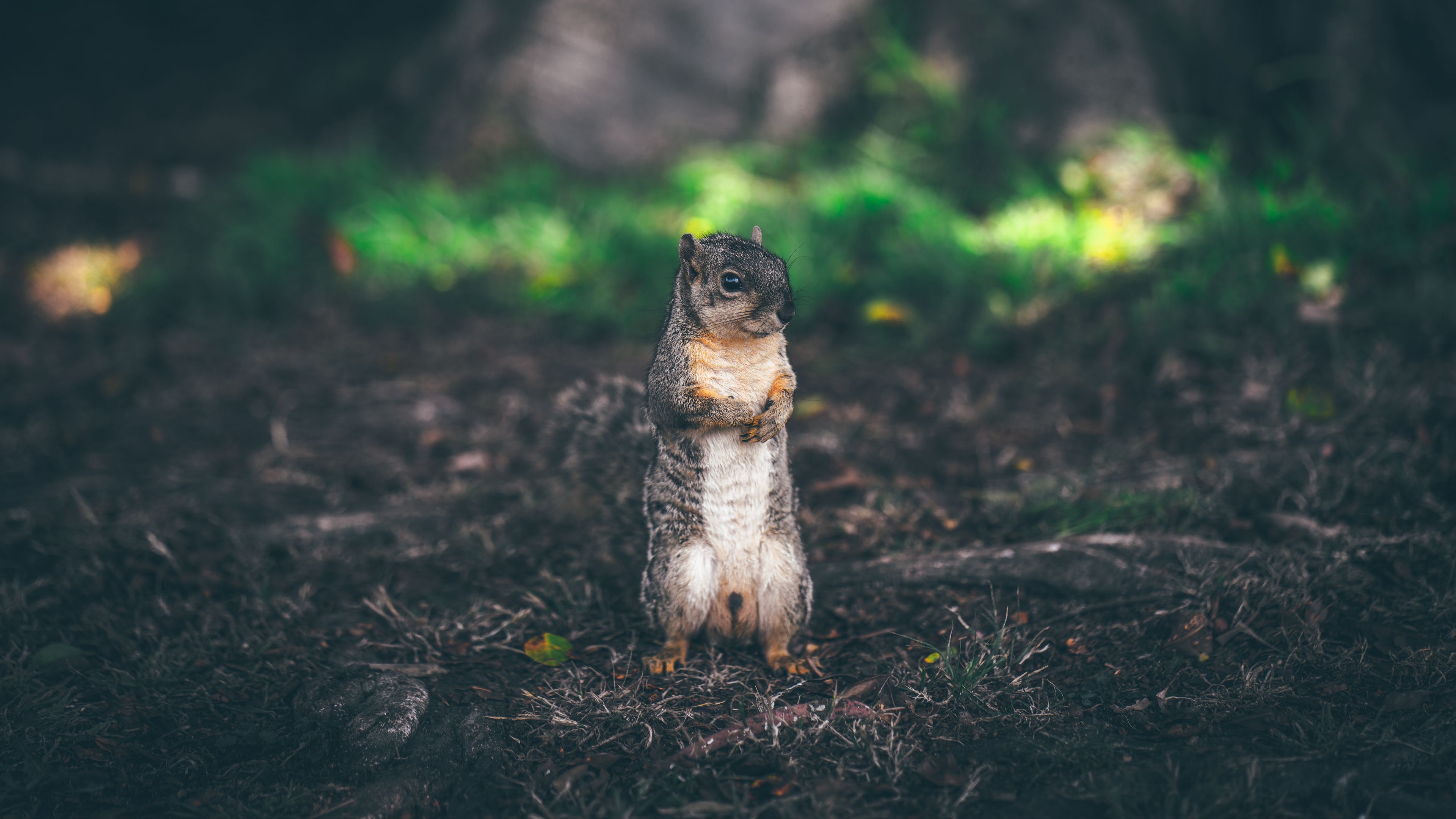 squirrel, stands, grass, animal, blur, 4k, HD Wallpaper