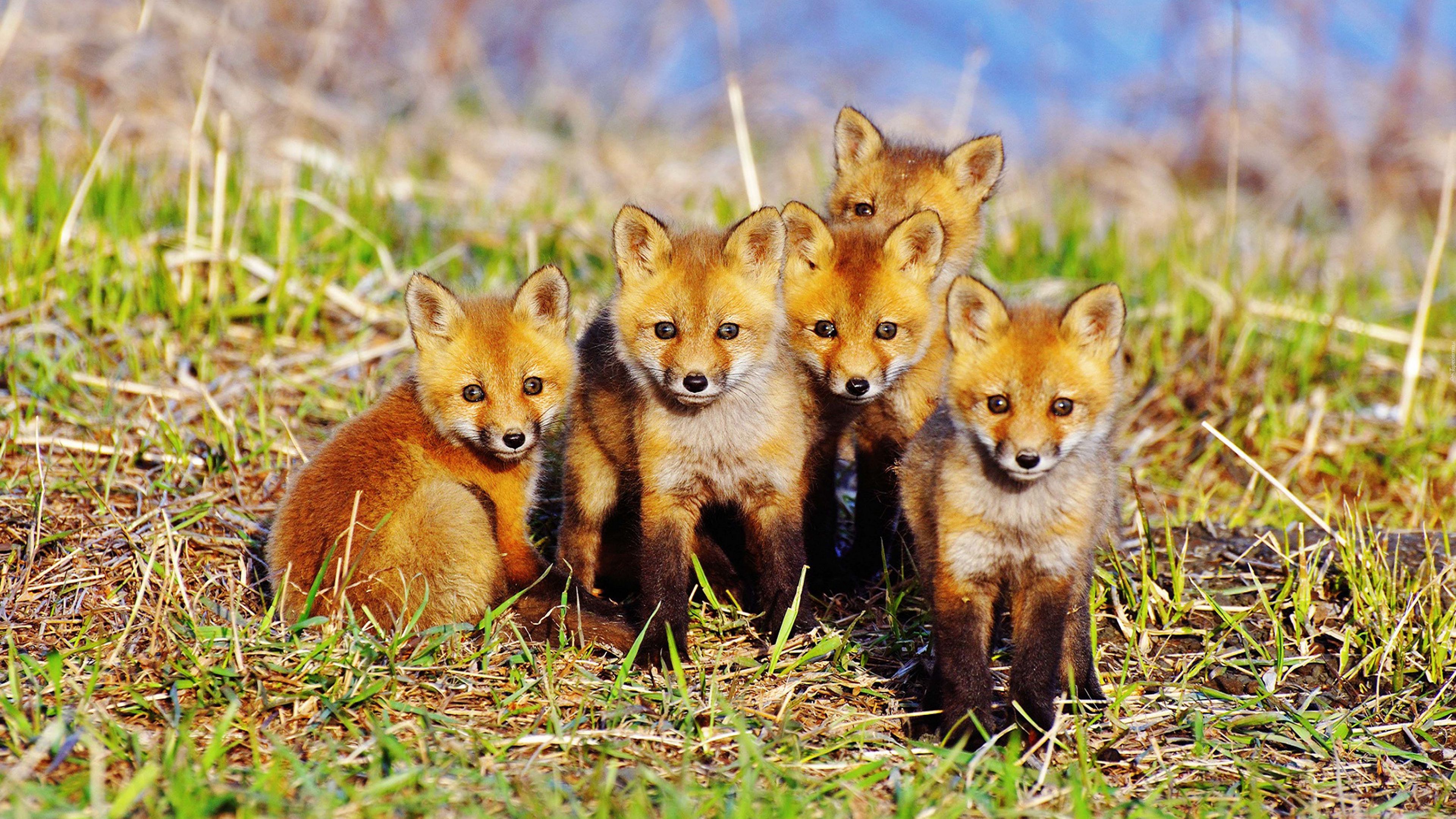 fox, cubs, grass, set, sit, 4k, HD Wallpaper