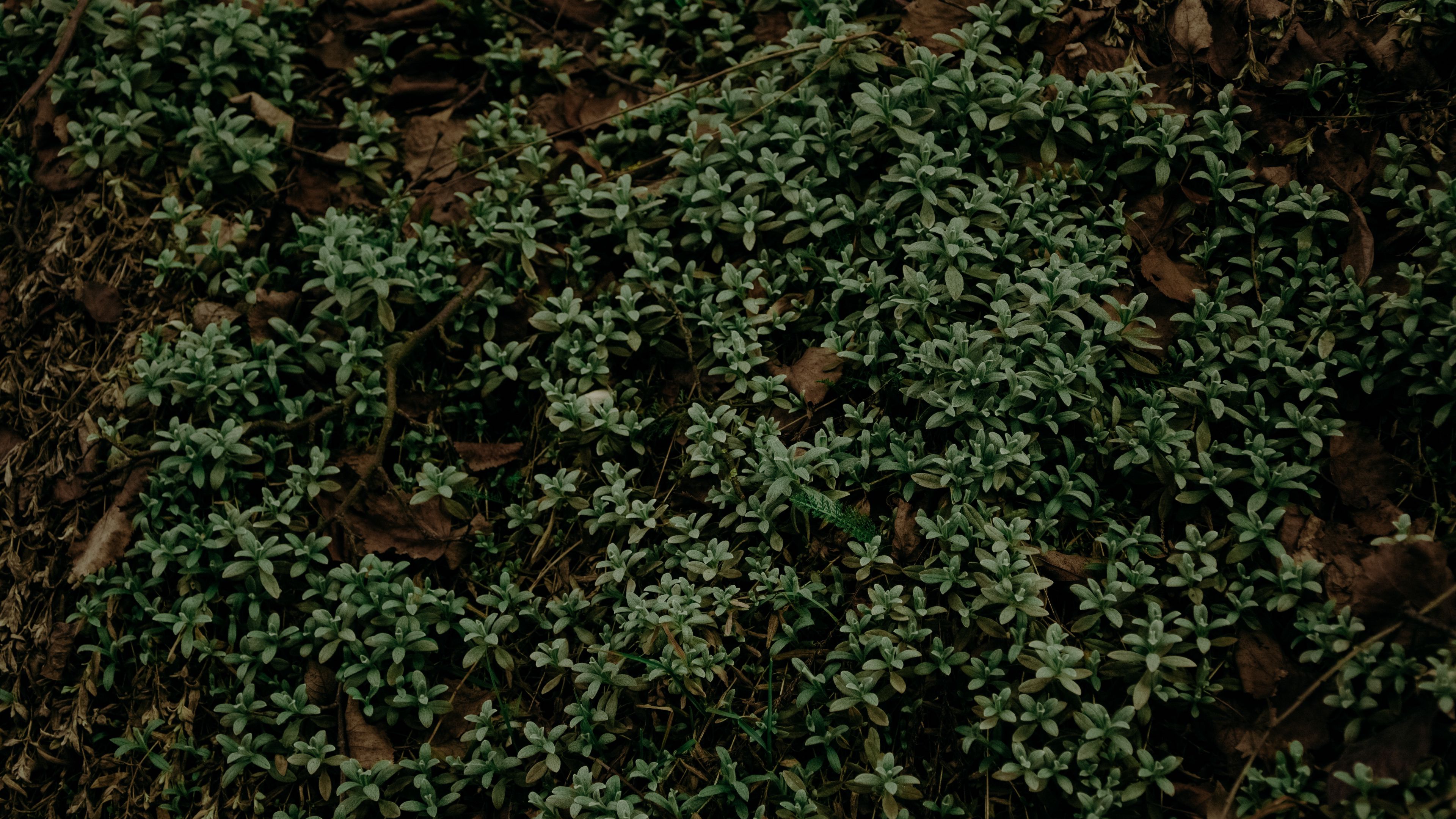 plant, foliage, grass, green, 4k, HD Wallpaper
