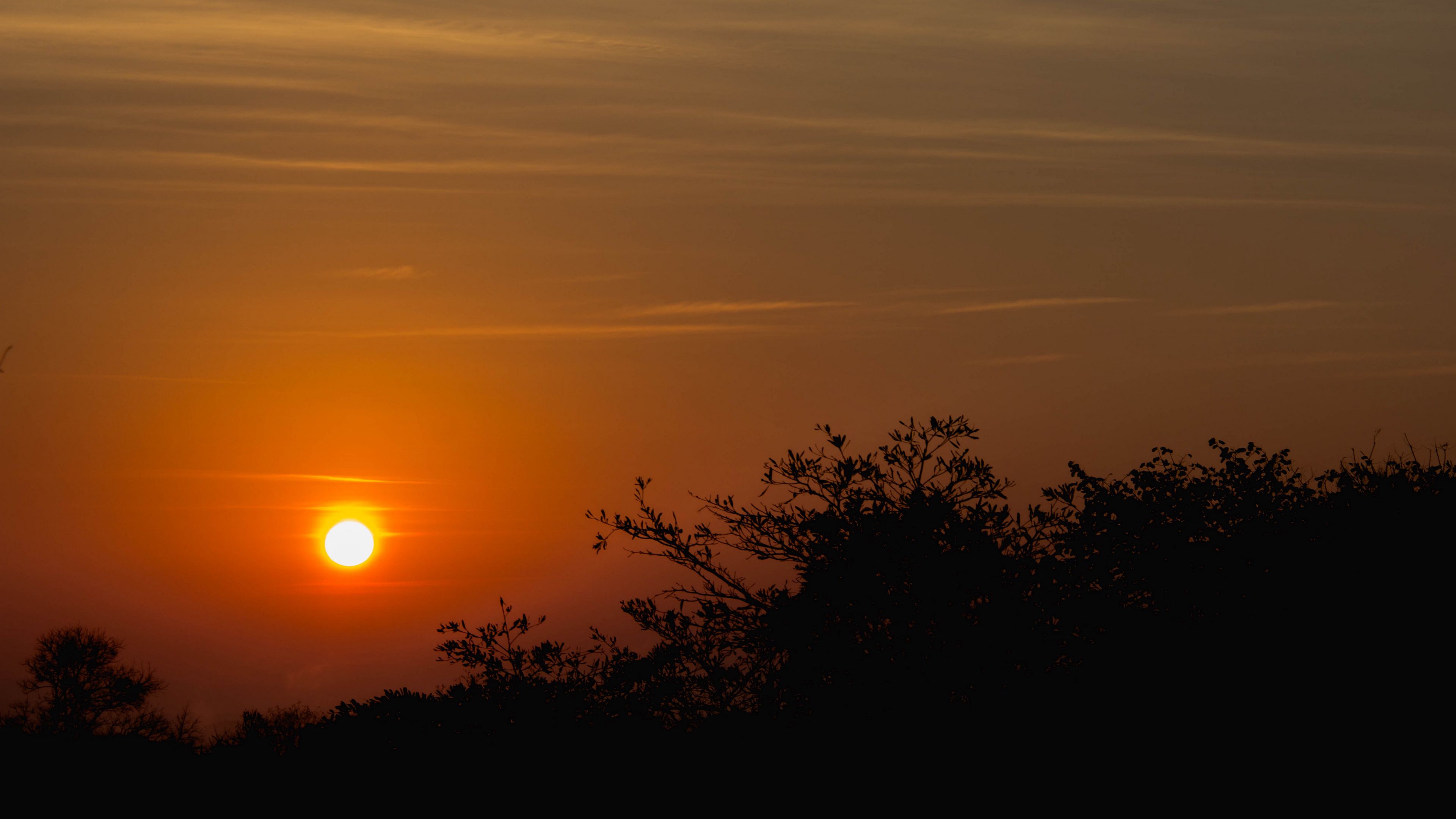 sunset, sun, sky, trees, 4k, HD Wallpaper