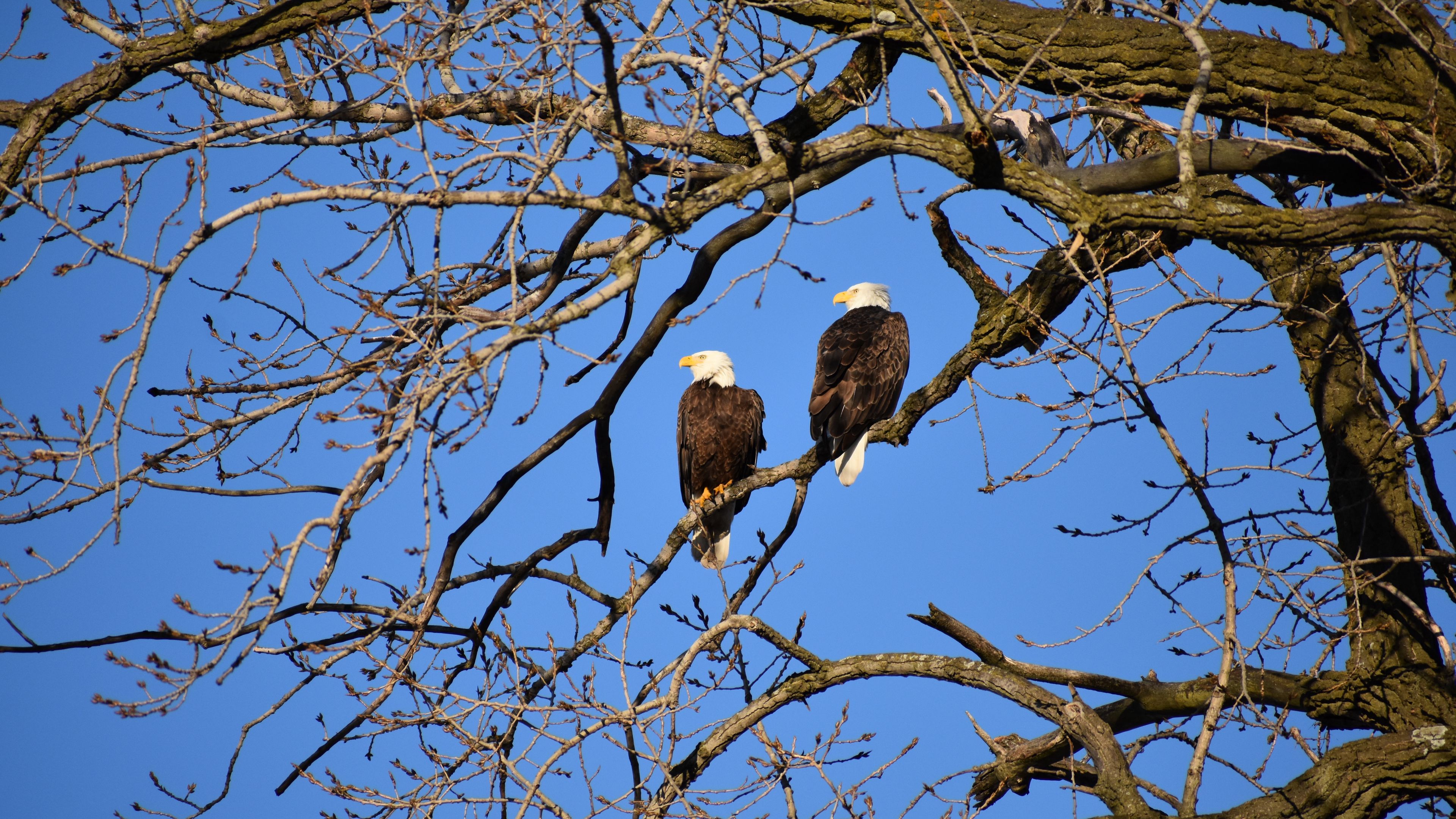 eagle, birds, branches, 4k, HD Wallpaper