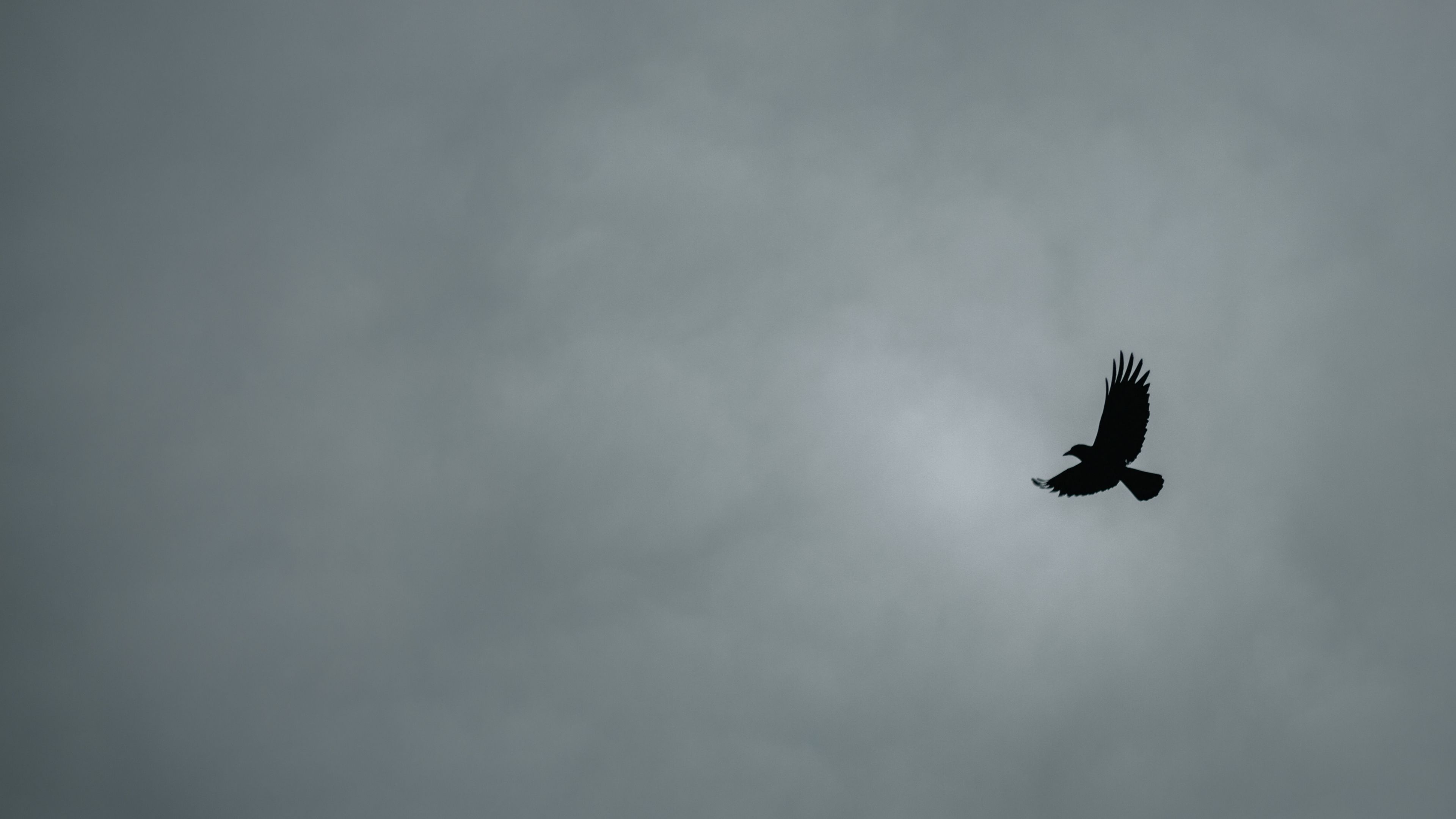 bird, flight, minimalism, bw, 4k, HD Wallpaper