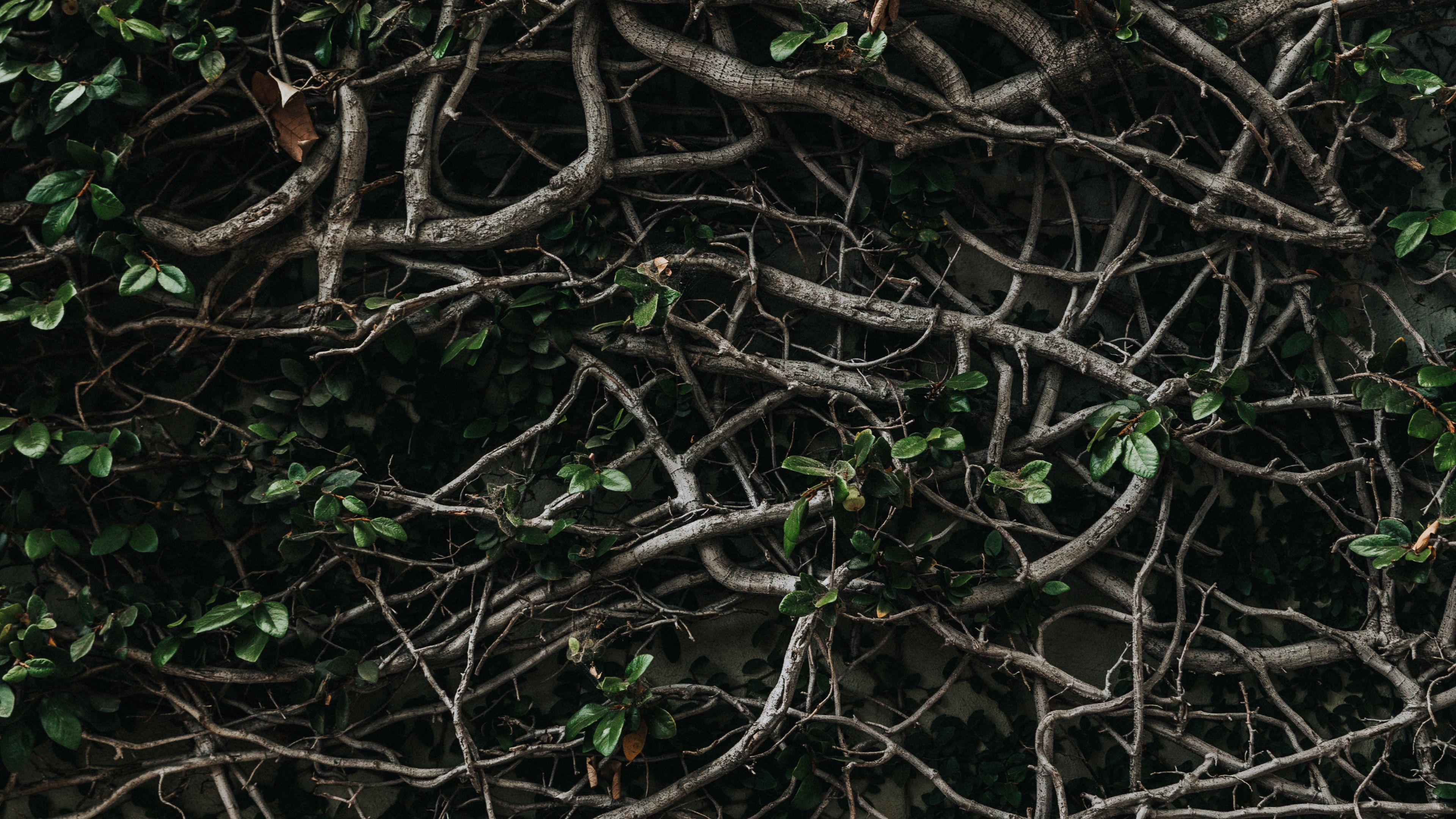 branches, plexus, leaves, plant, 4k, HD Wallpaper