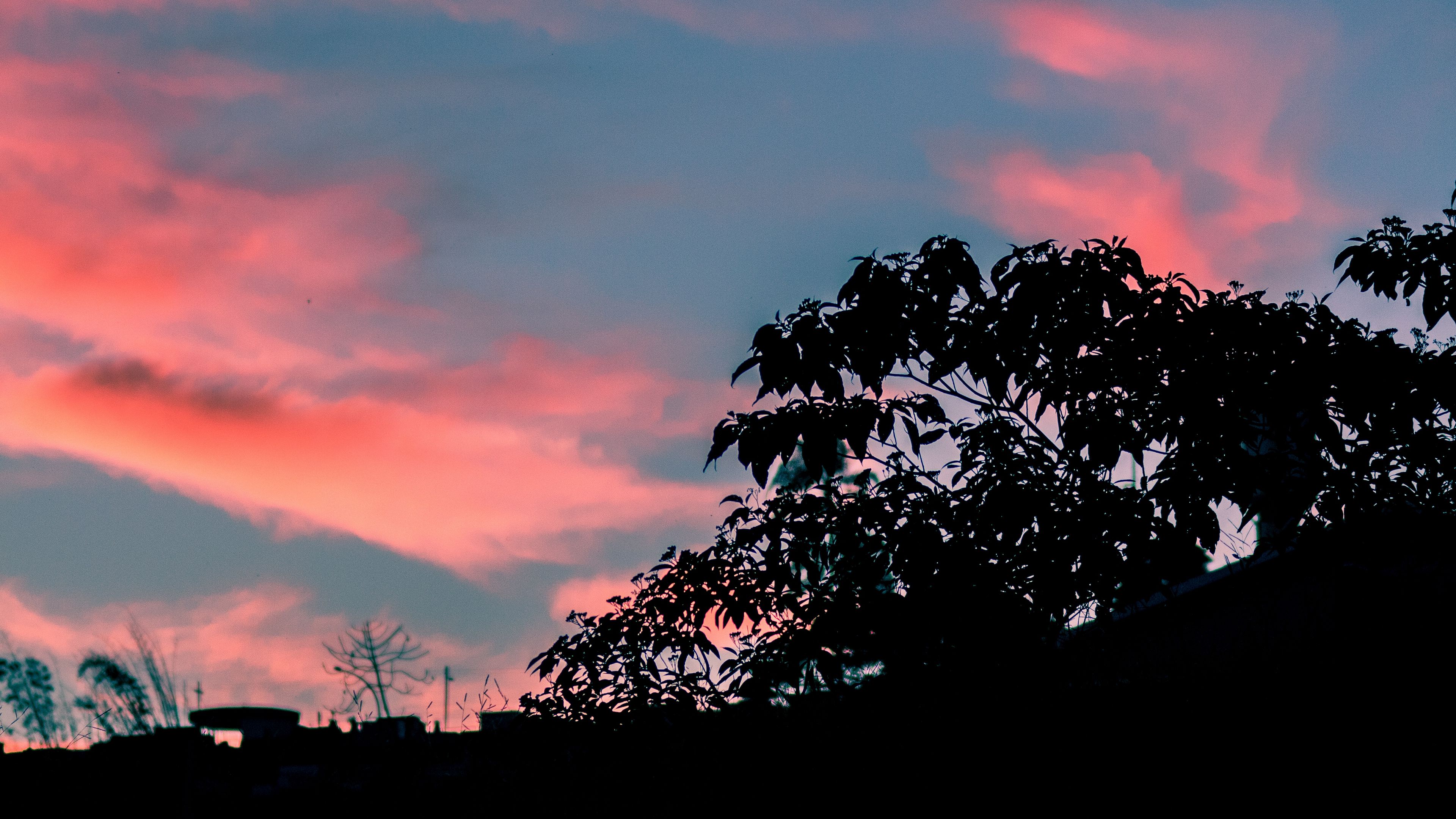 trees, leaves, sunset, sky, 4k, HD Wallpaper
