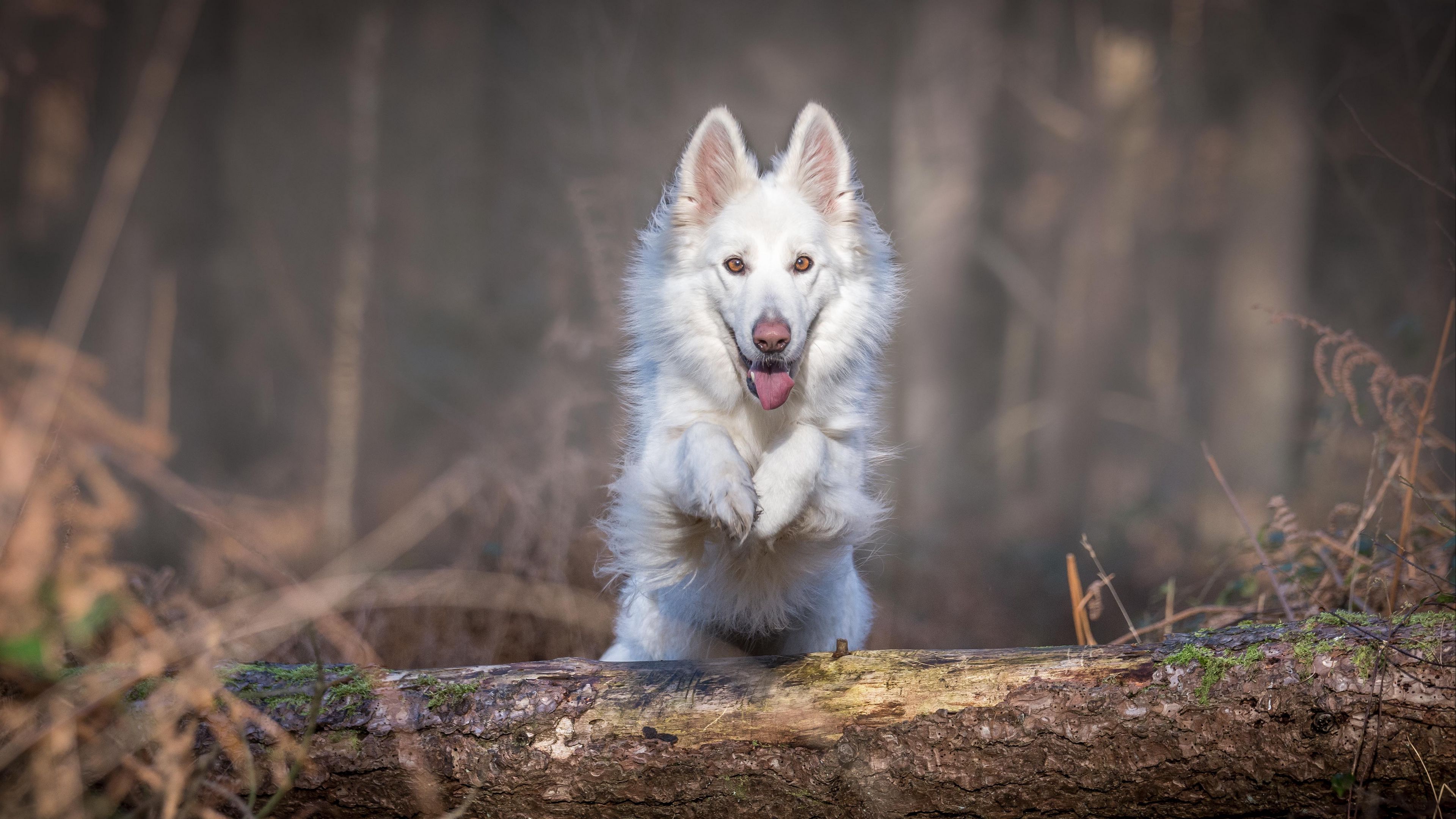 dog, jump, white, log, 4k, HD Wallpaper