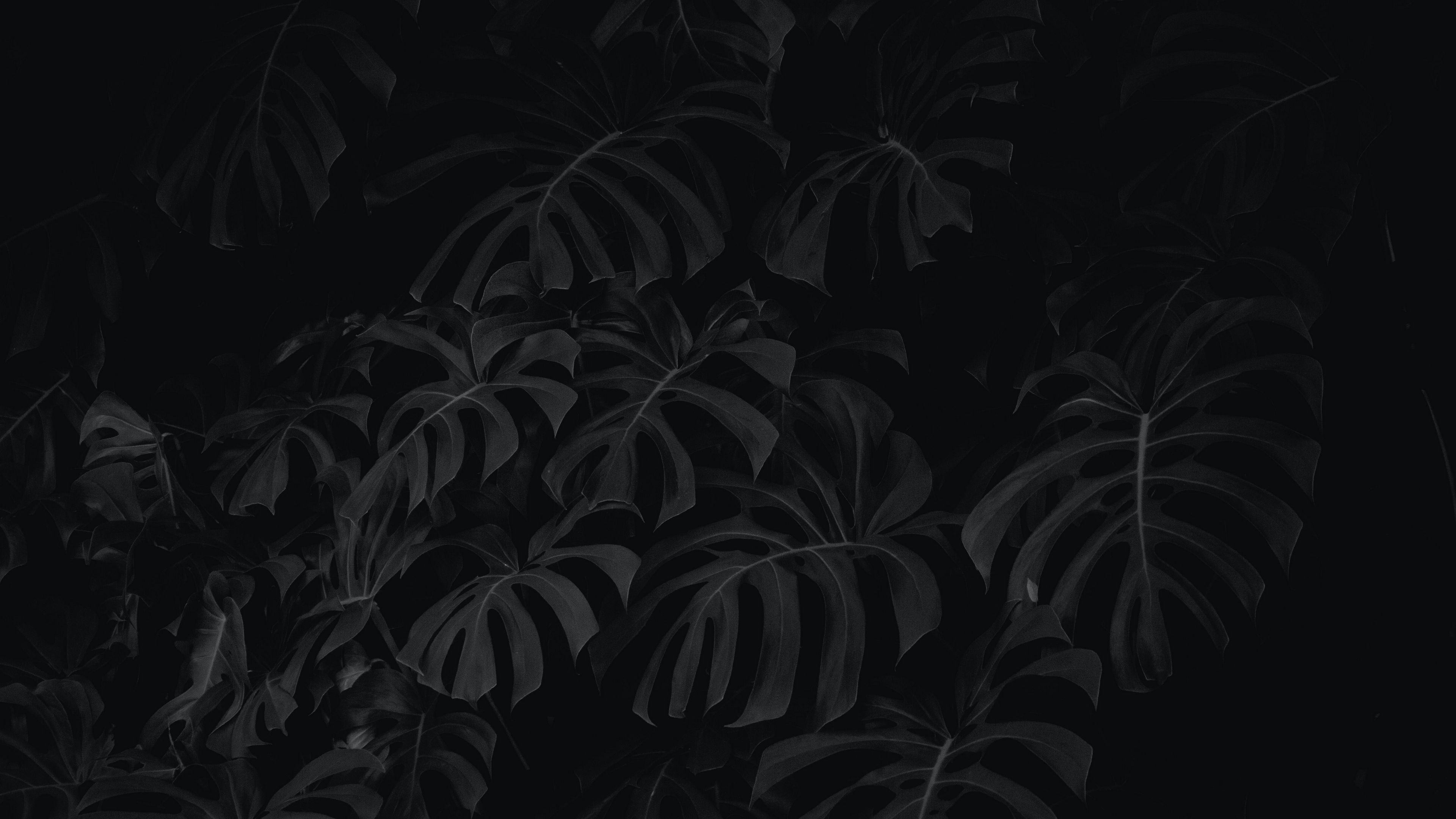 leaves, plant, bw, 4k, HD Wallpaper