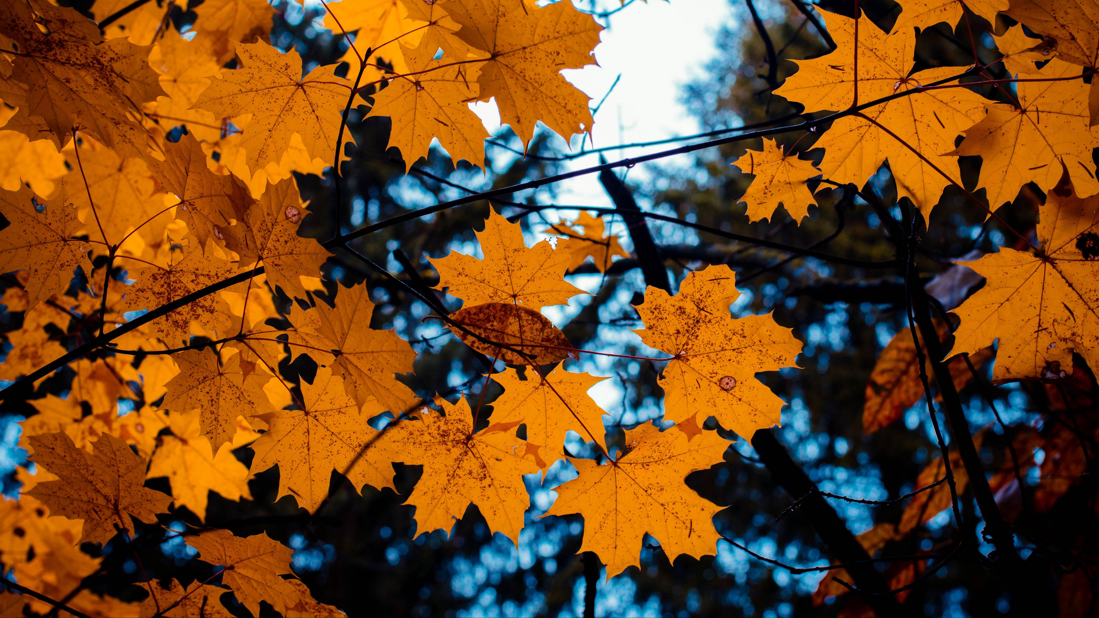 maple, leaves, autumn, branches, 4k, HD Wallpaper