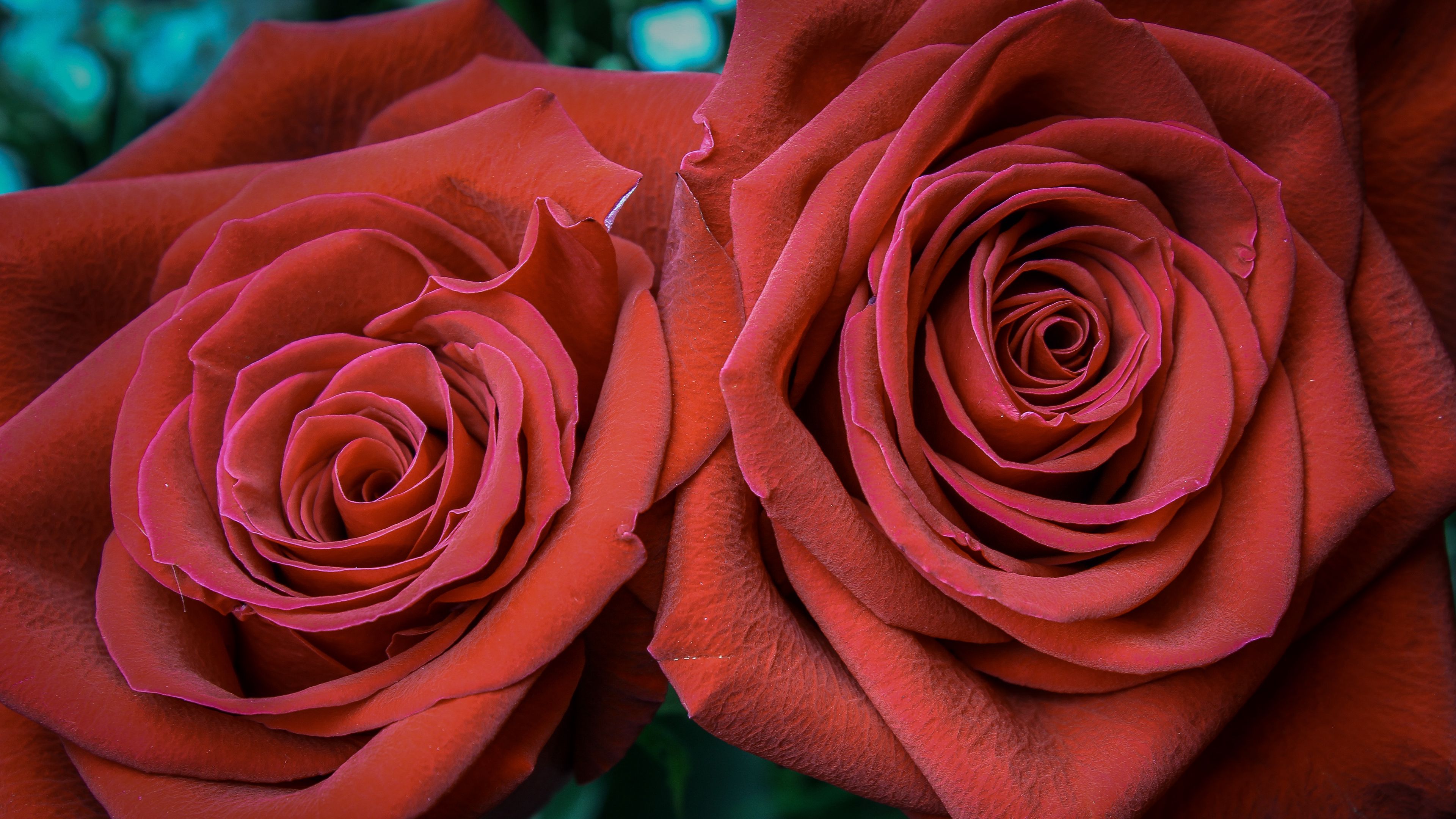 rose, petals, bud, red, 4k, HD Wallpaper