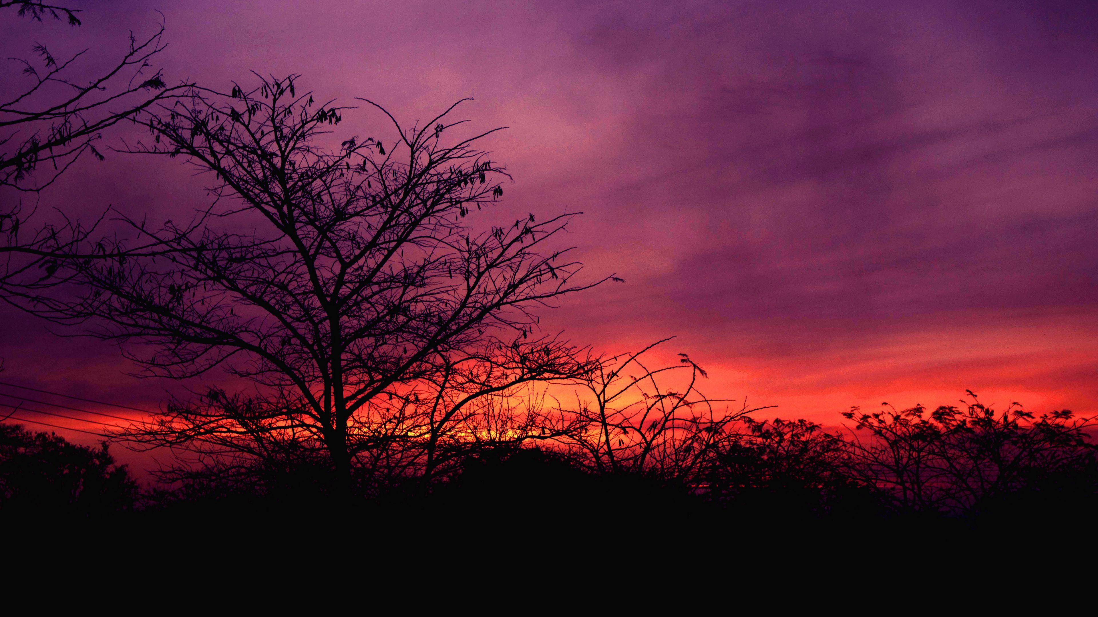 tree, sunset, sky, clouds, 4k, HD Wallpaper