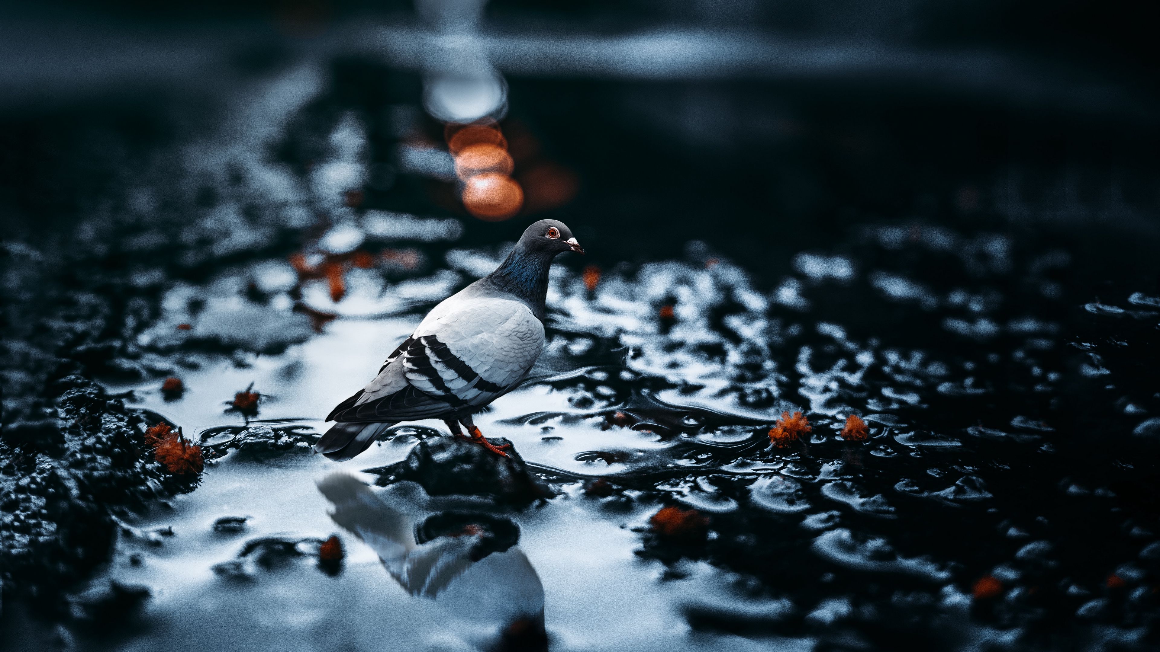 pigeon, bird, water, blur, glare, 4k, HD Wallpaper